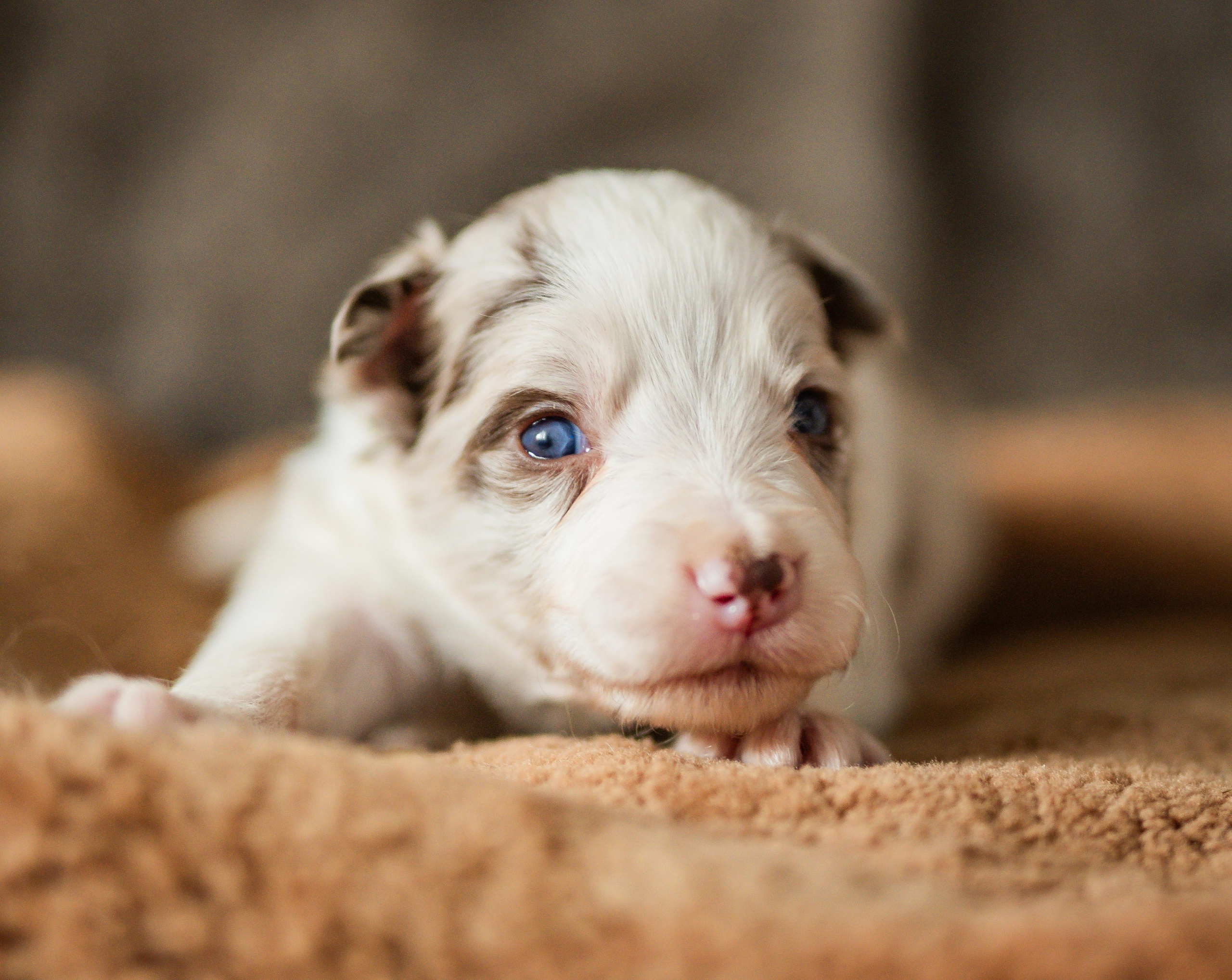 Фритсвит. Семейный фотограф Ефремова Виктория