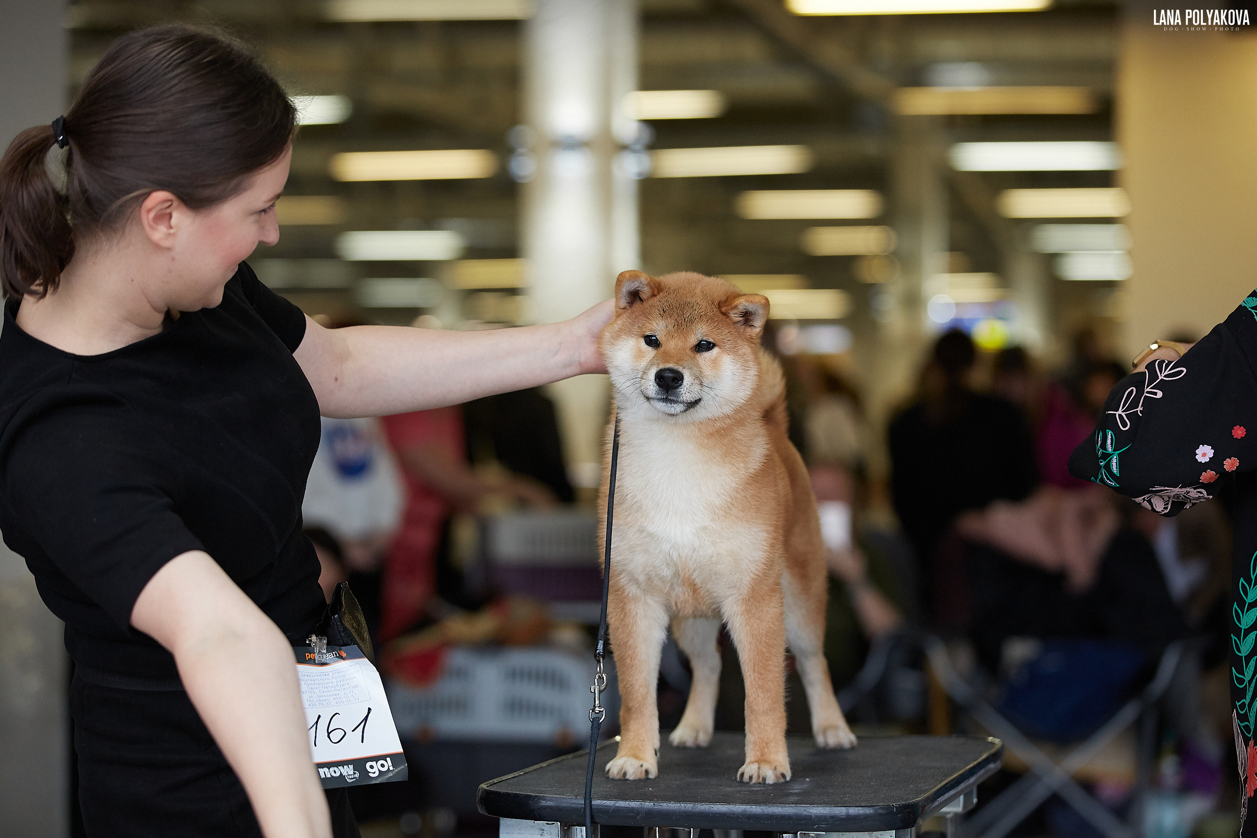 Lara's kiddies turned one year old!. AMERICAN AKITA RUBYLIGHT KENNEL I SHIBA-INU