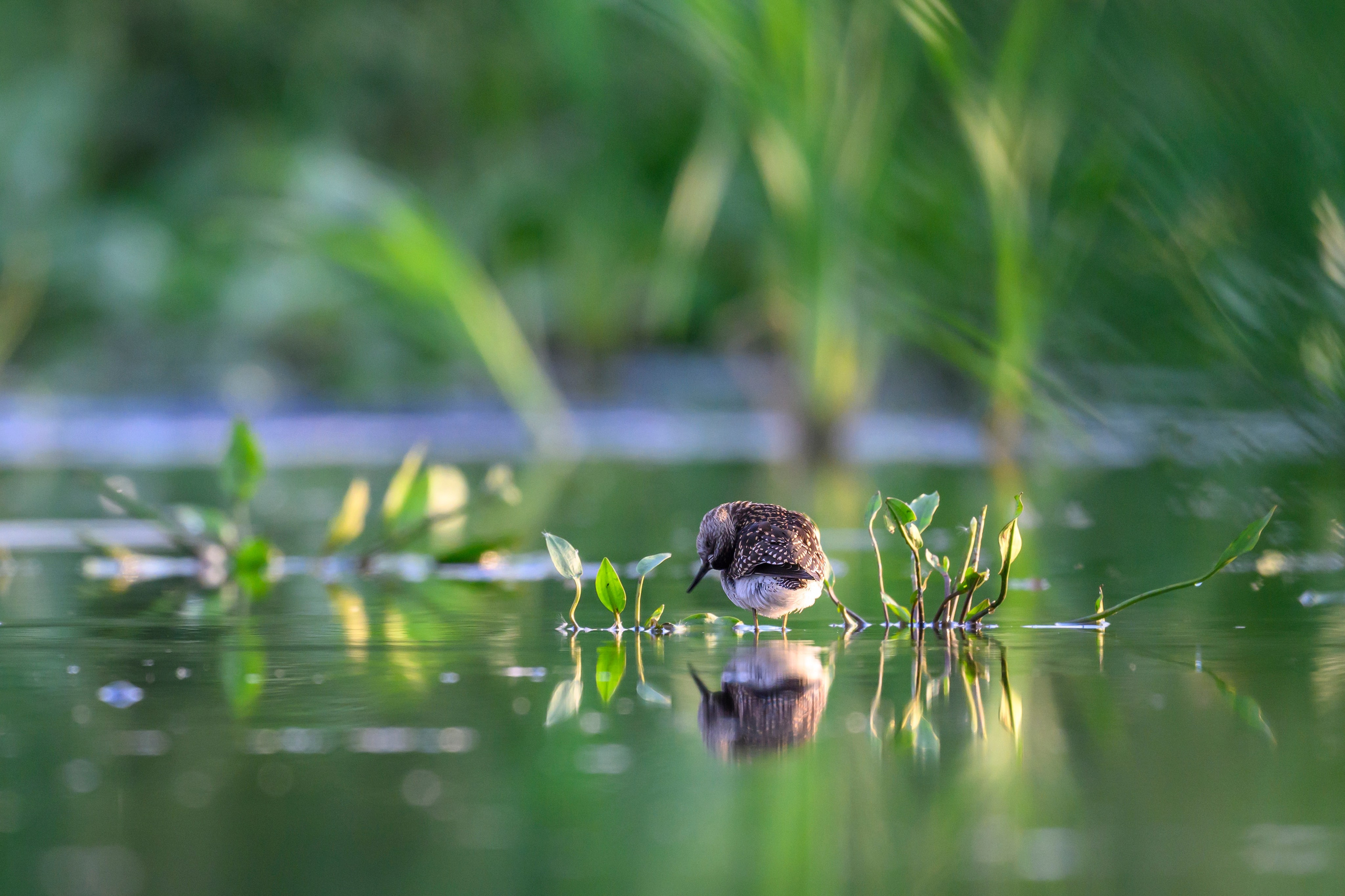Веретенники, фифи и турухтаны. Godwits, Wood sandpipers and Ruffs. Фотограф Сергей Пупонин