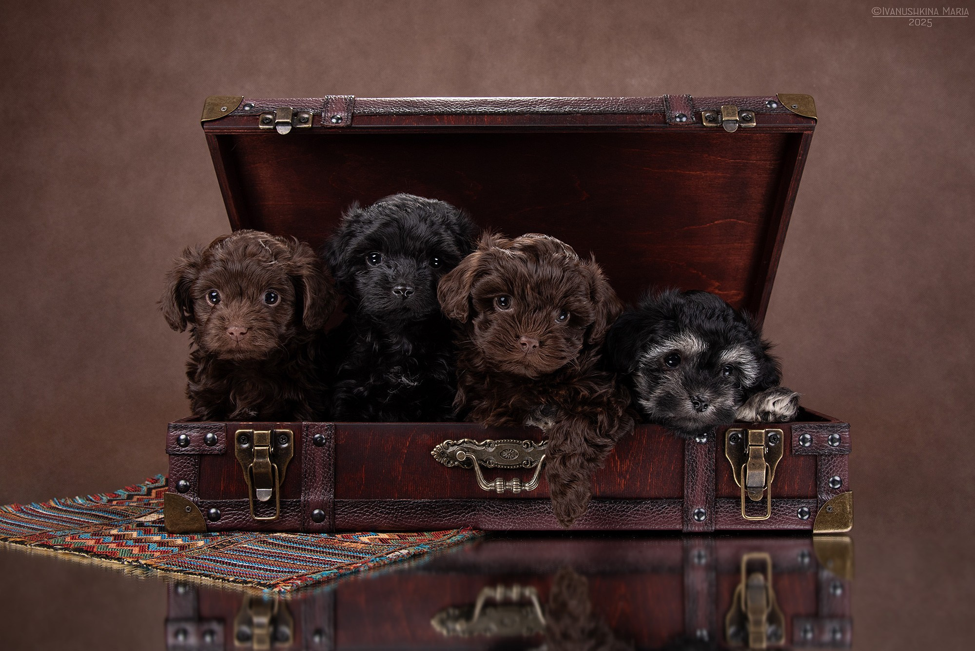 щенки в портфеле