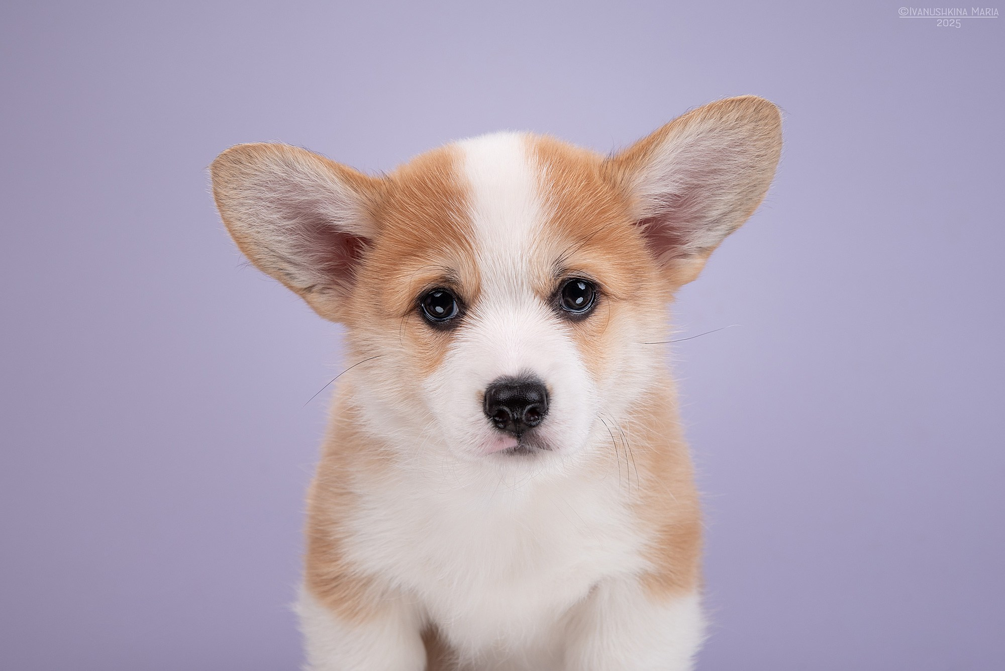 Фотосессия щенков на фонах. Фотограф собак в Москве и Московской области Иванушкина Мария