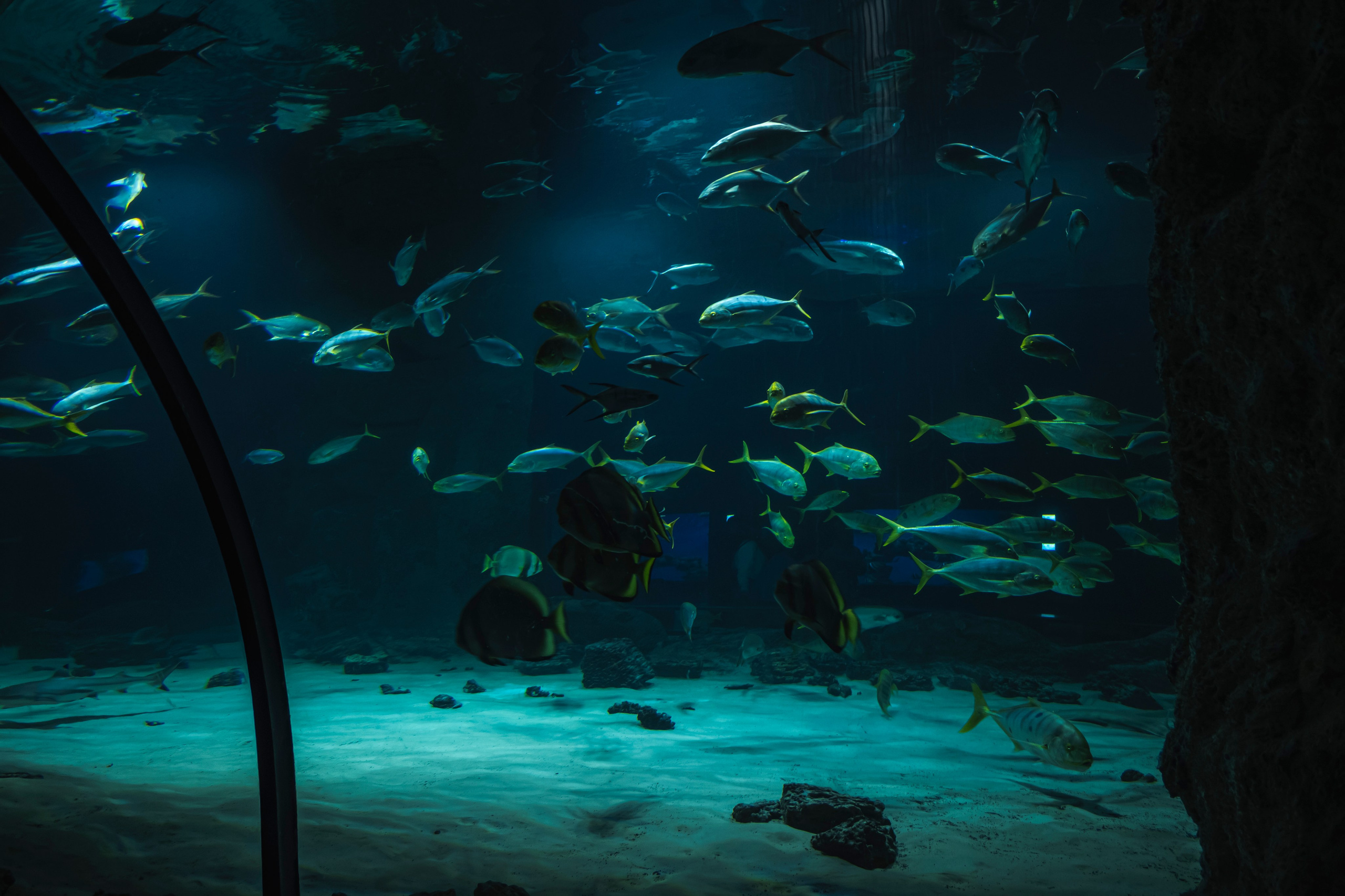 Москвариум. Фотограф Роман Адлер