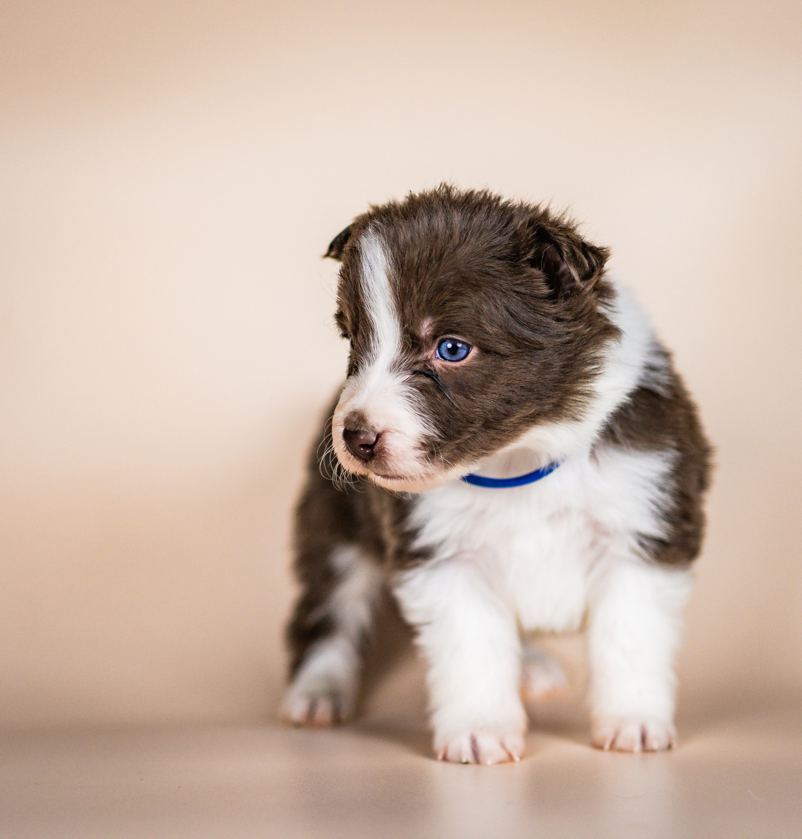 Фритсвит. Семейный фотограф Ефремова Виктория