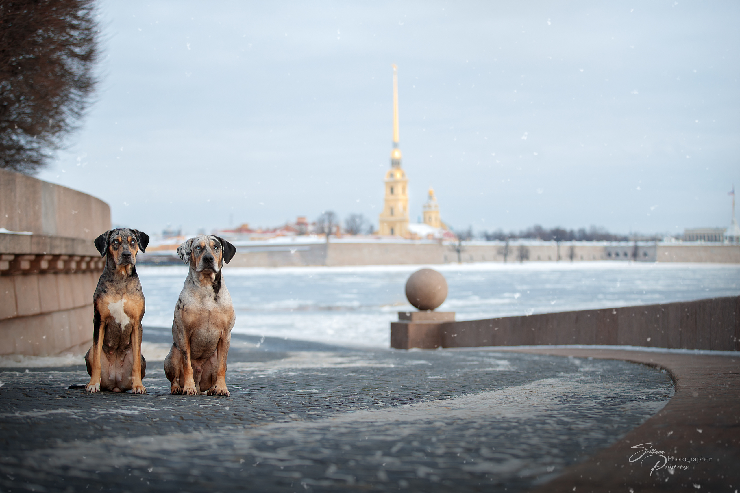 Фотограф анималист в Санкт-Петербурге Светлана Писарева