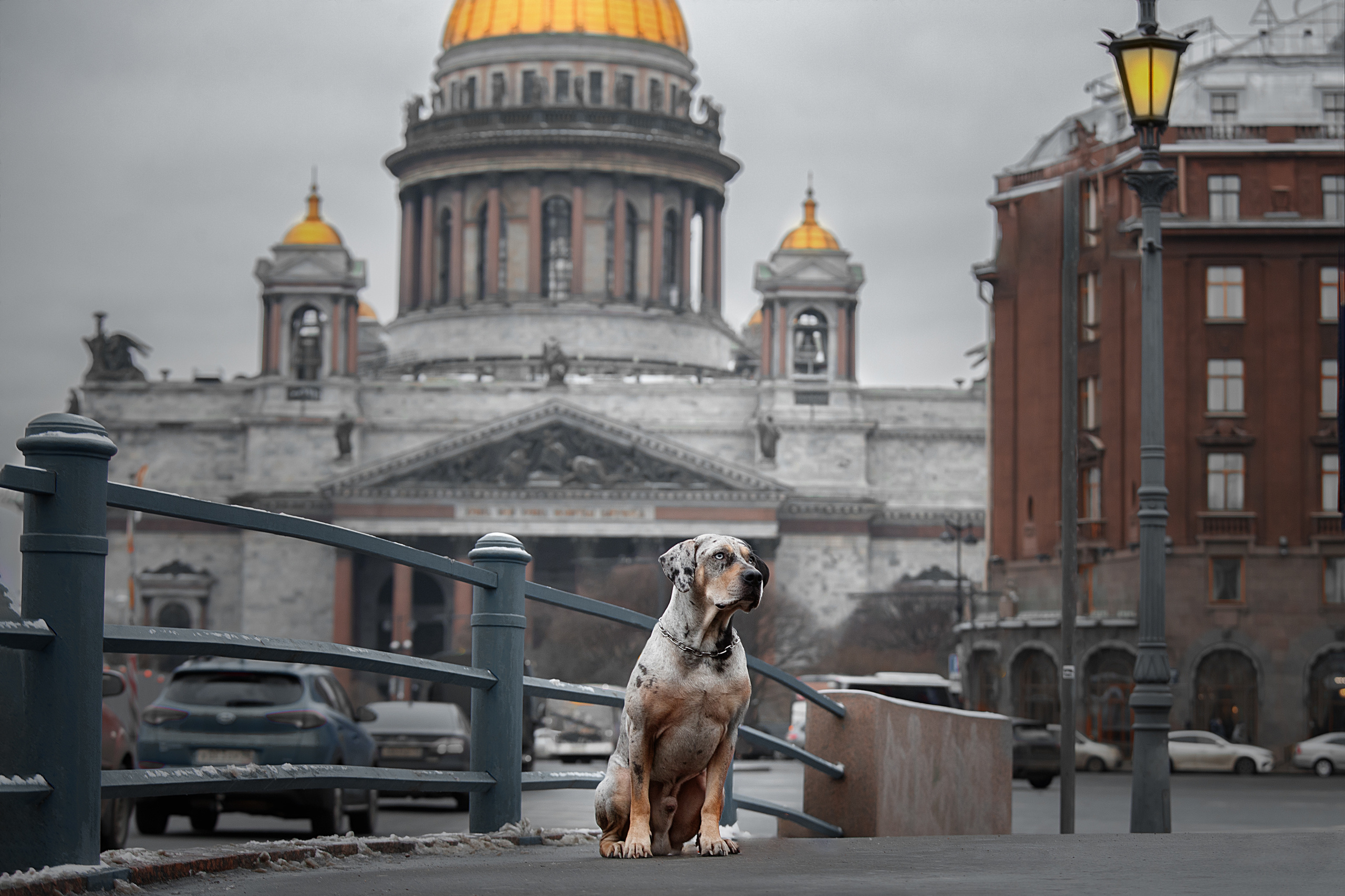 Фотограф анималист в Санкт-Петербурге Светлана Писарева