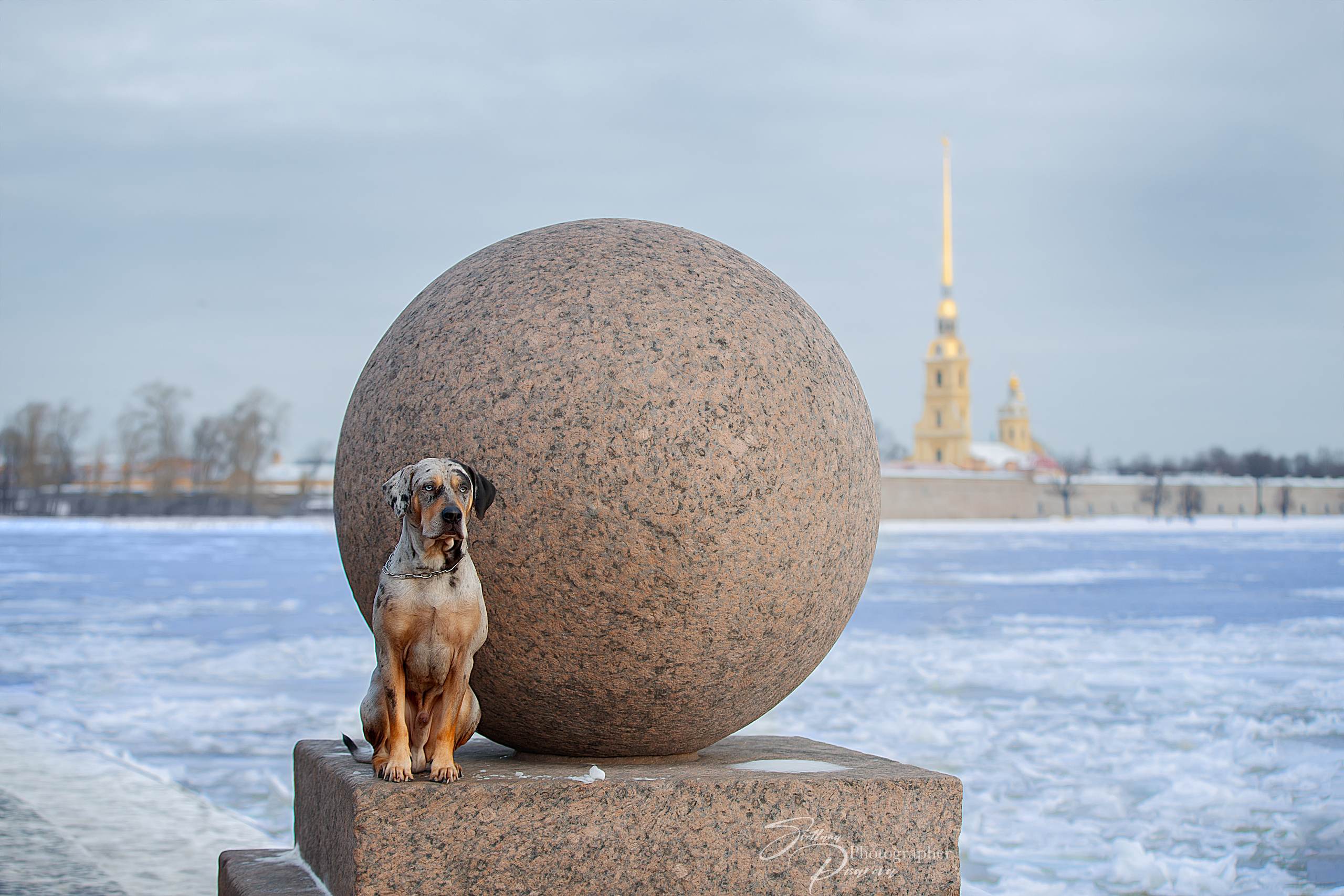 Фотограф анималист в Санкт-Петербурге Светлана Писарева