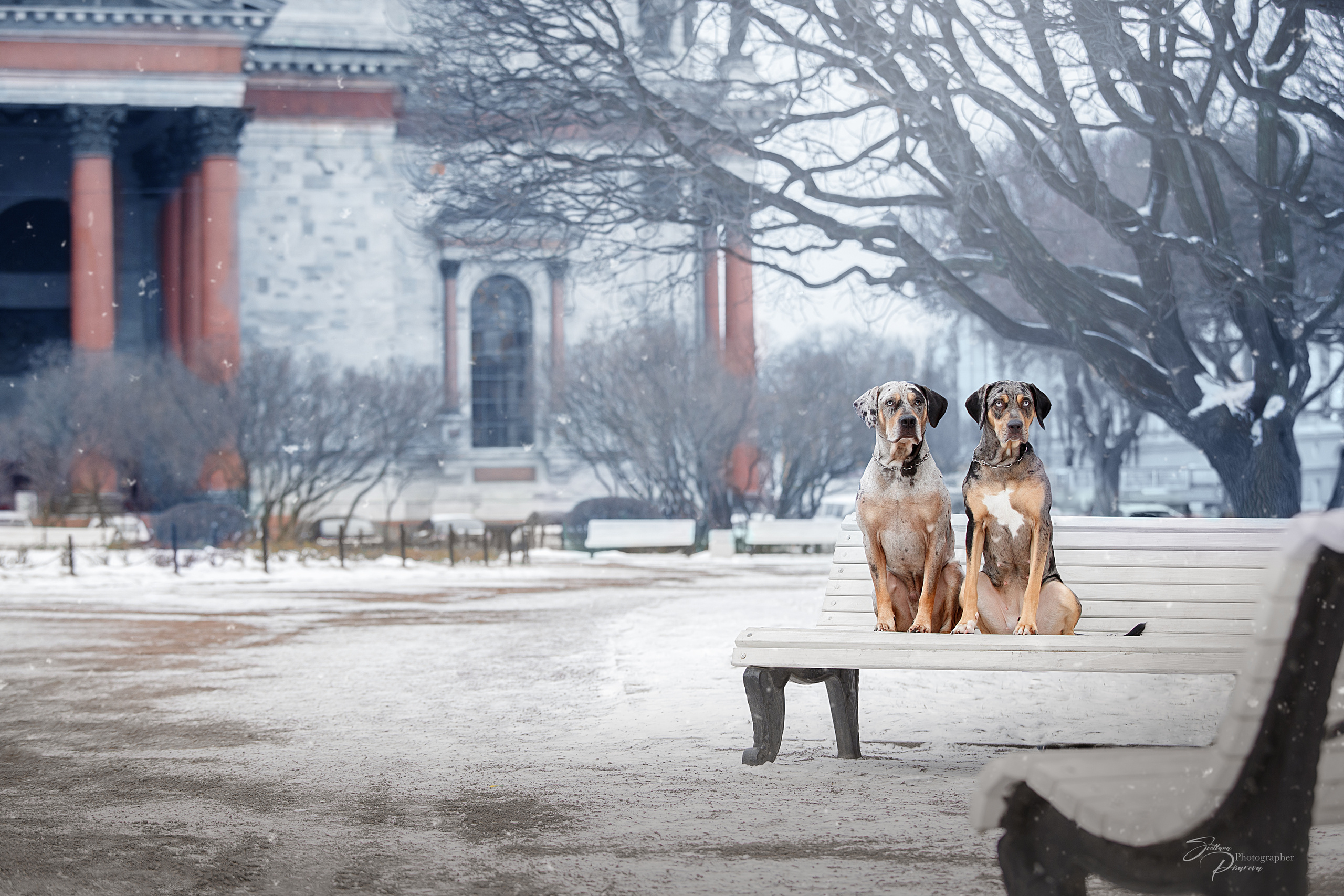 Фотограф анималист в Санкт-Петербурге Светлана Писарева