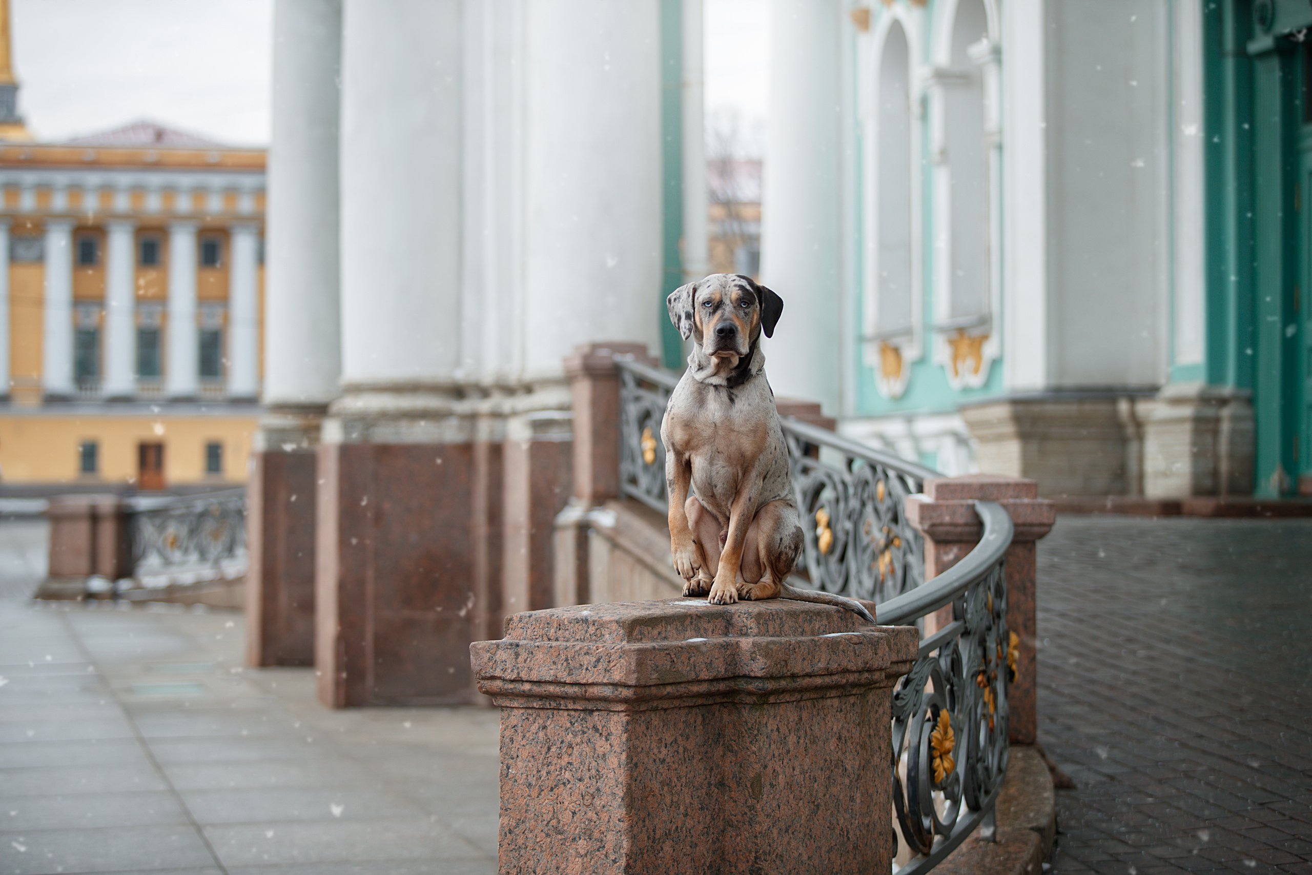 Фотограф анималист в Санкт-Петербурге Светлана Писарева