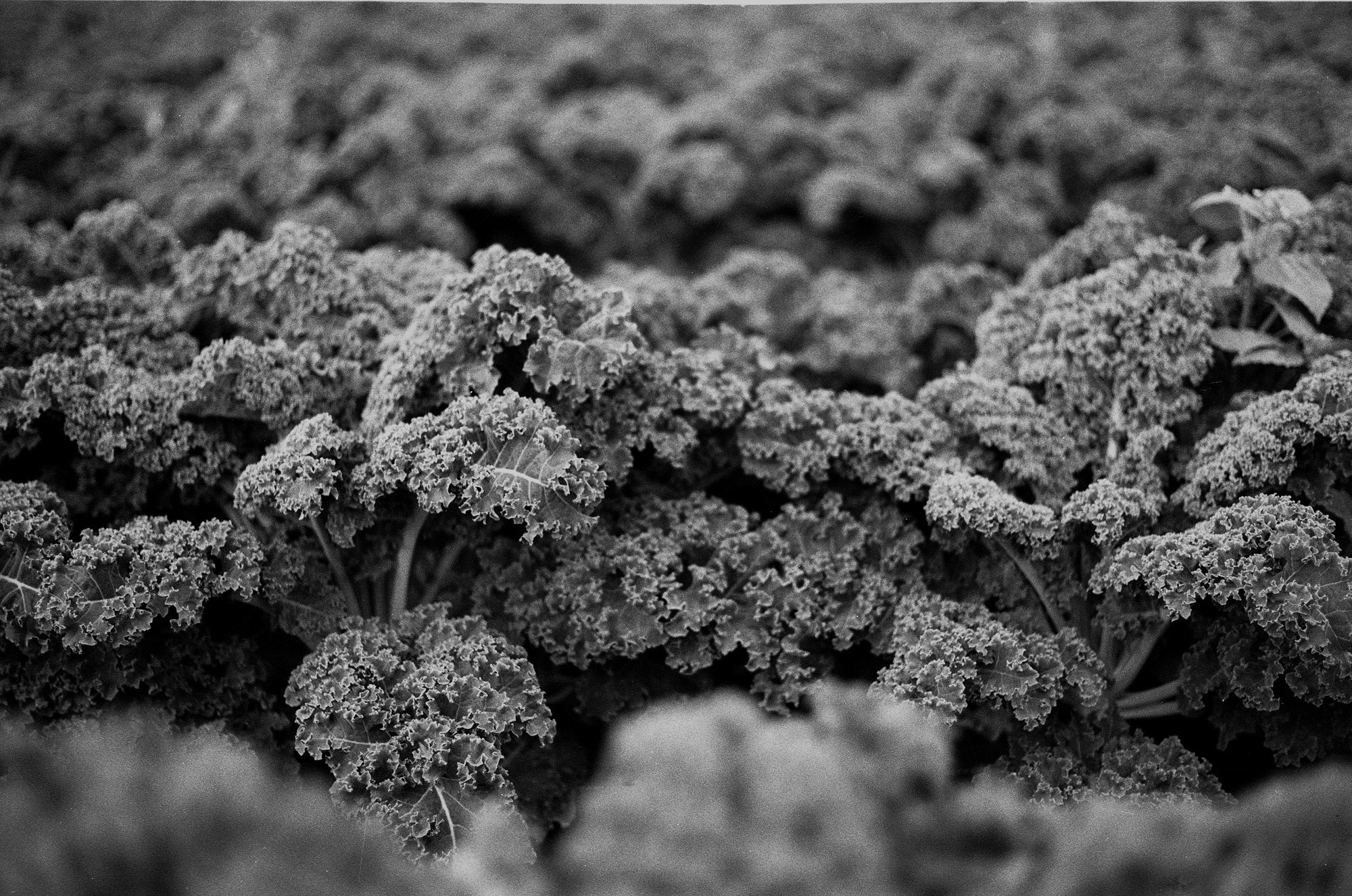 SuperFoodFarm. The history of the farm. Another person Pavel Potseluev. A photographer in 2025