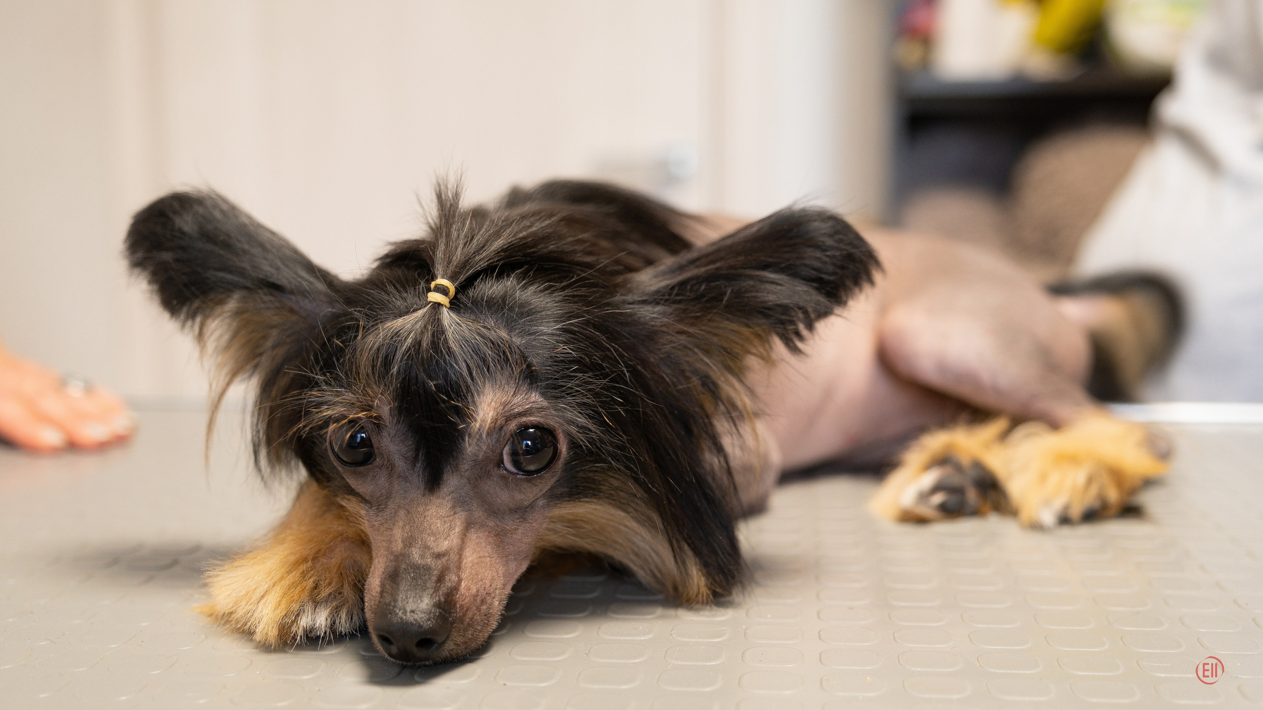 Виктория приезжала на груминг. Питомник китайских хохлатых собак Poale Ell: купить щенка