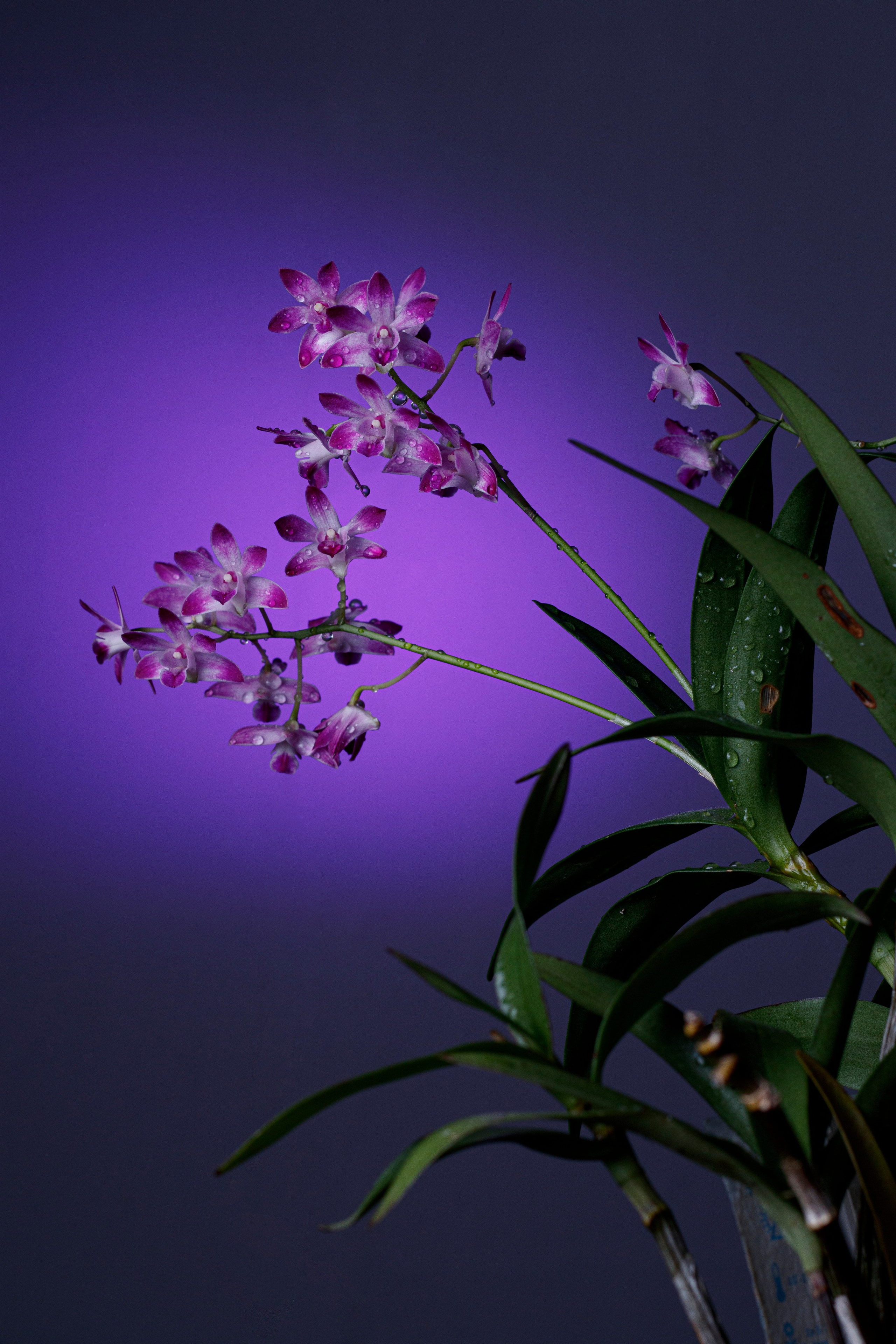 Marketplace Photography – Product Images Optimized for Online Sales