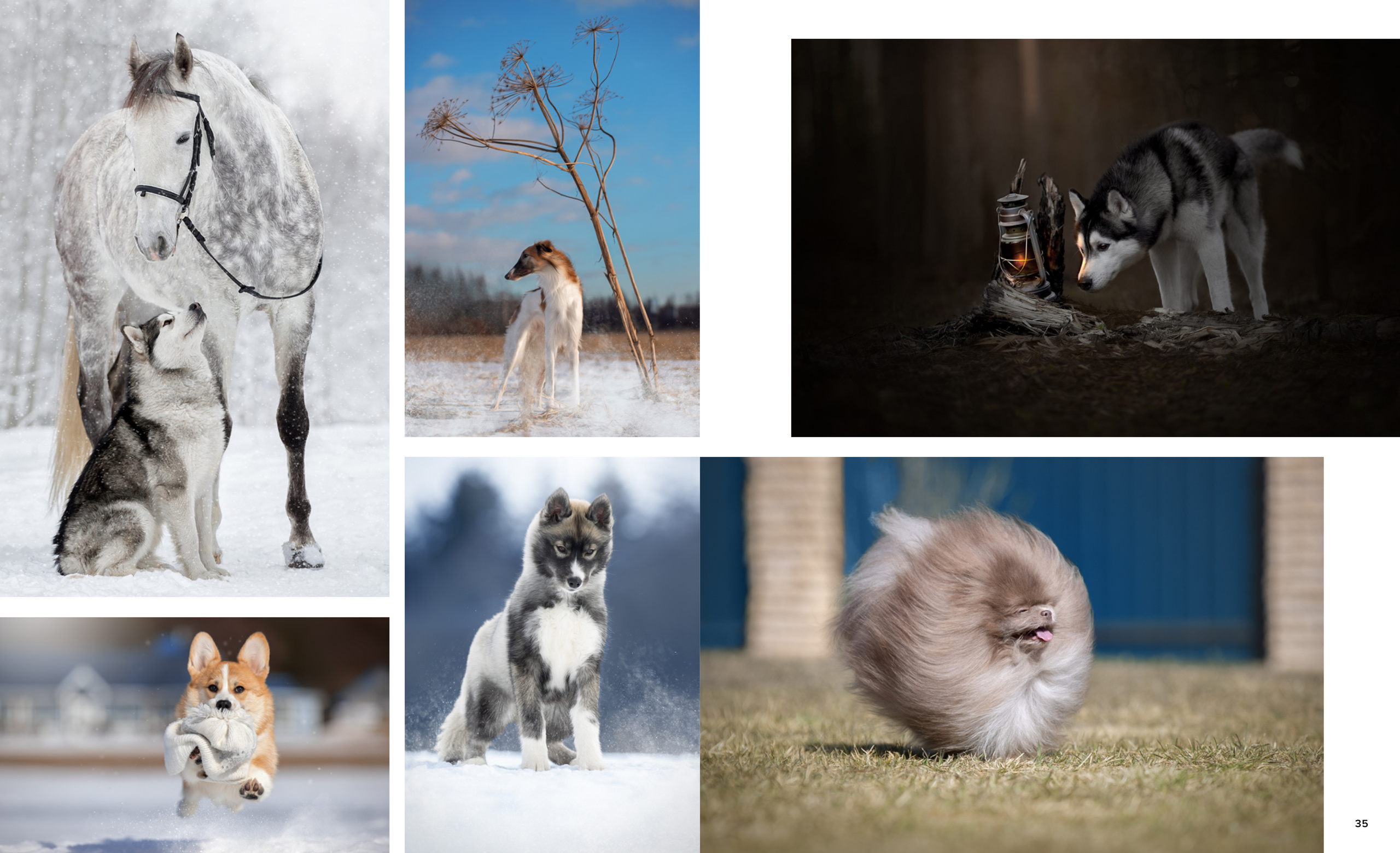 Публикации. Фотограф анималист в Санкт-Петербурге Светлана Писарева