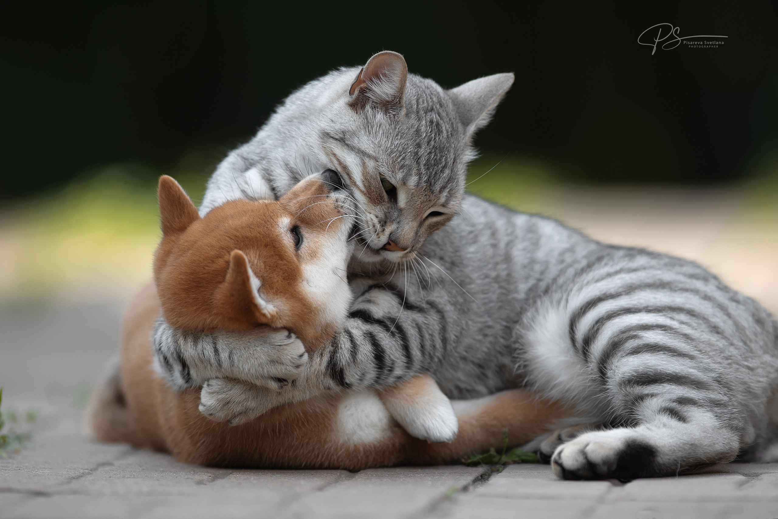 Фотограф анималист в Санкт-Петербурге Светлана Писарева