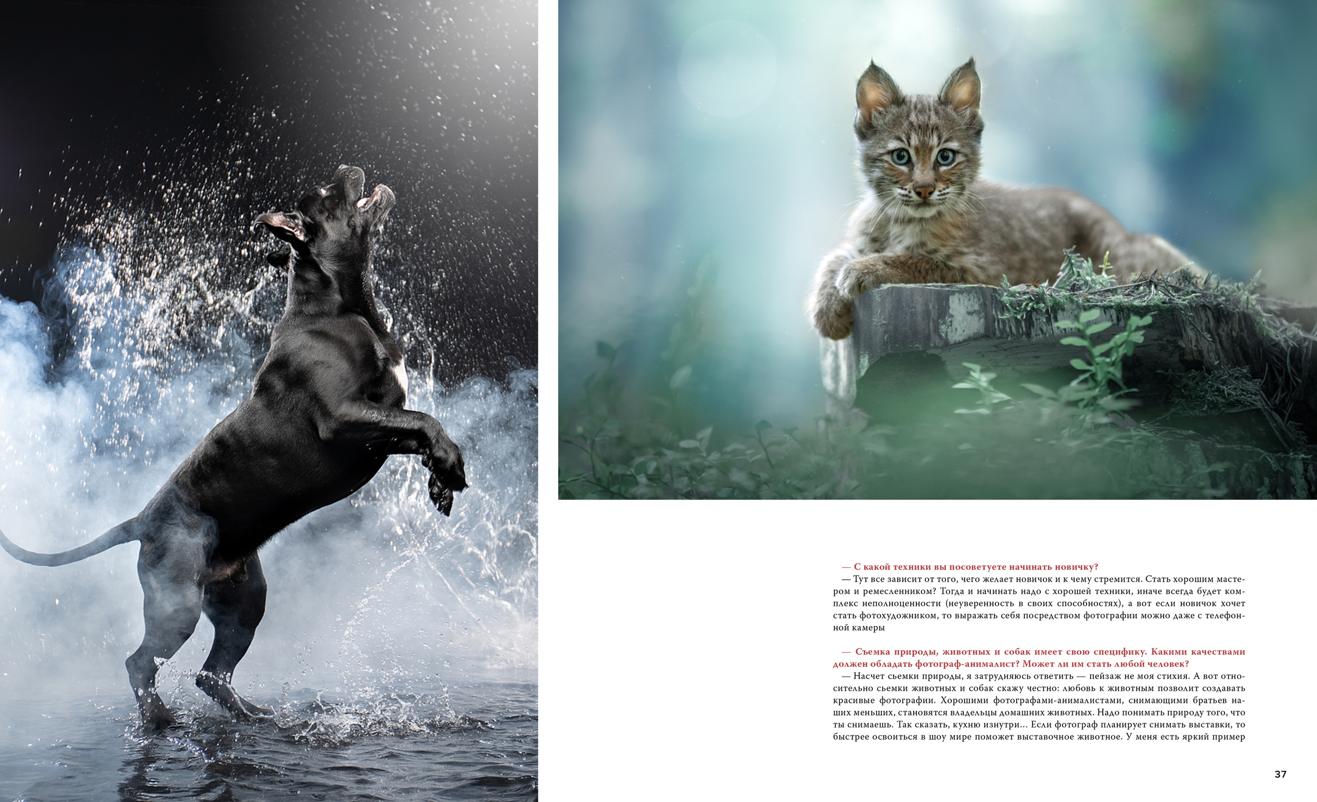 Публикации. Фотограф анималист в Санкт-Петербурге Светлана Писарева