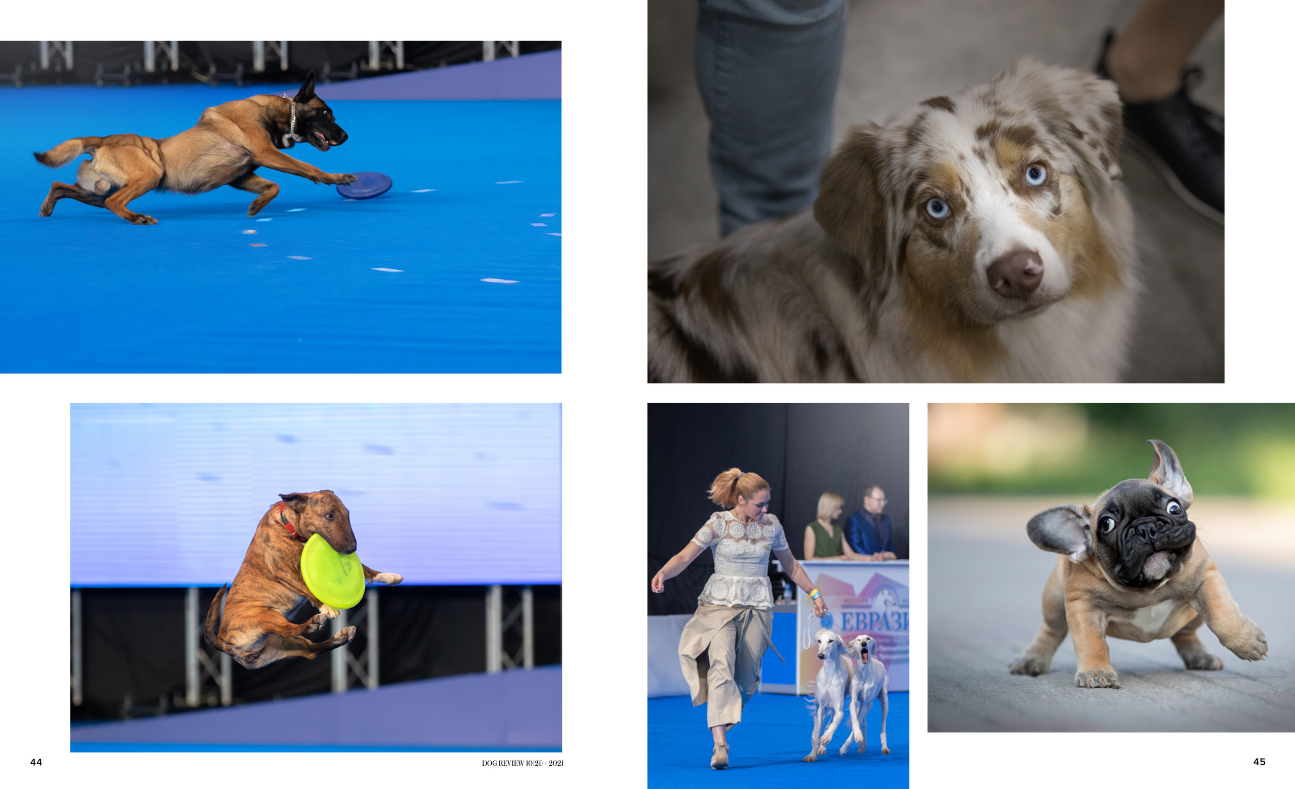 Публикации. Фотограф анималист в Санкт-Петербурге Светлана Писарева