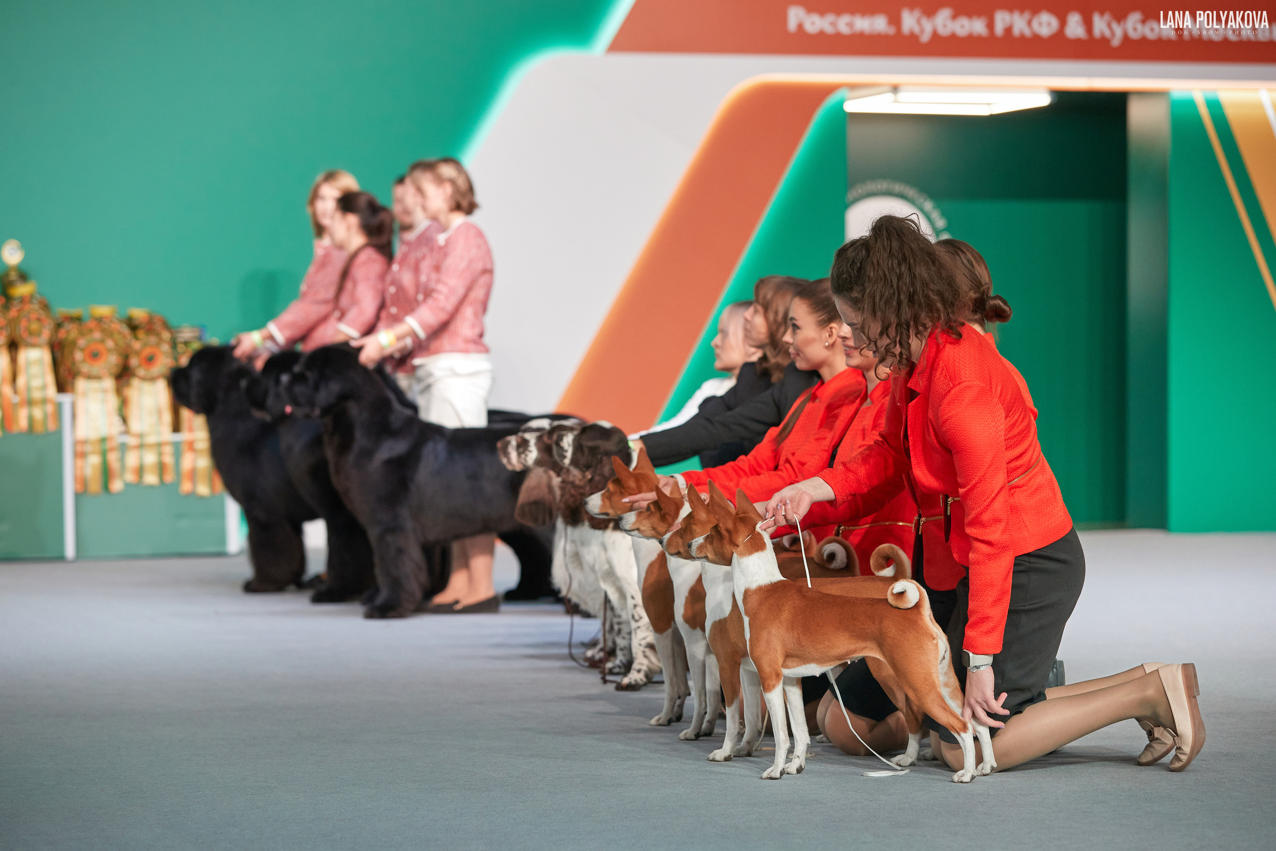 «Russia. RKF Cup 2020–2021», MOSCOW. ФОТОГРАФ-АНИМАЛИСТ l LANA POLYAKOVA