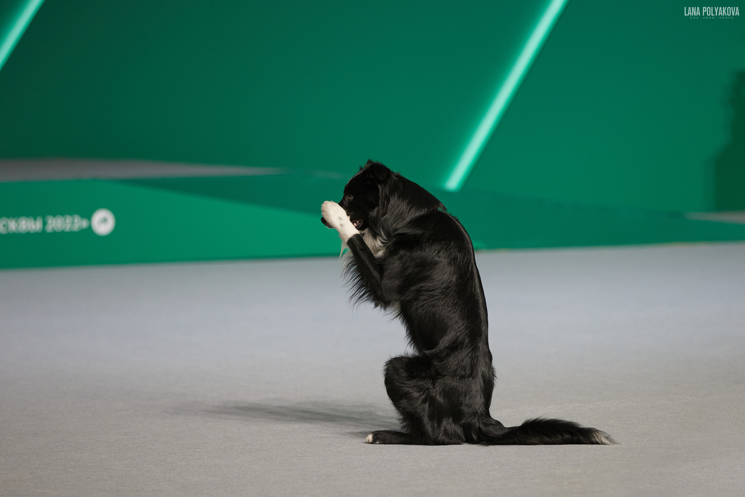 «Russia. RKF Cup 2020–2021», MOSCOW. ФОТОГРАФ-АНИМАЛИСТ l LANA POLYAKOVA