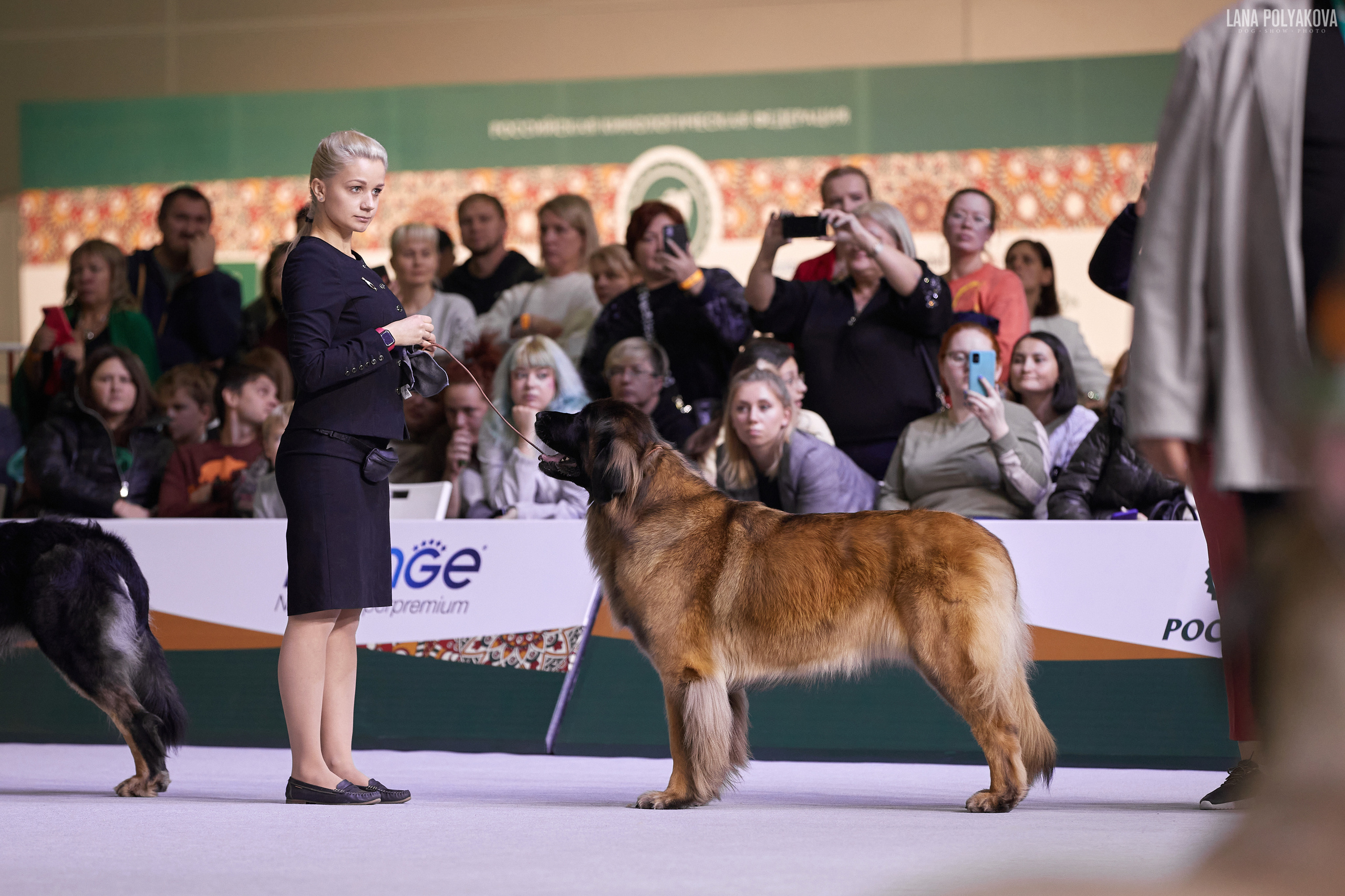 «Russia. RKF Cup 2020–2021», MOSCOW. ФОТОГРАФ-АНИМАЛИСТ l LANA POLYAKOVA