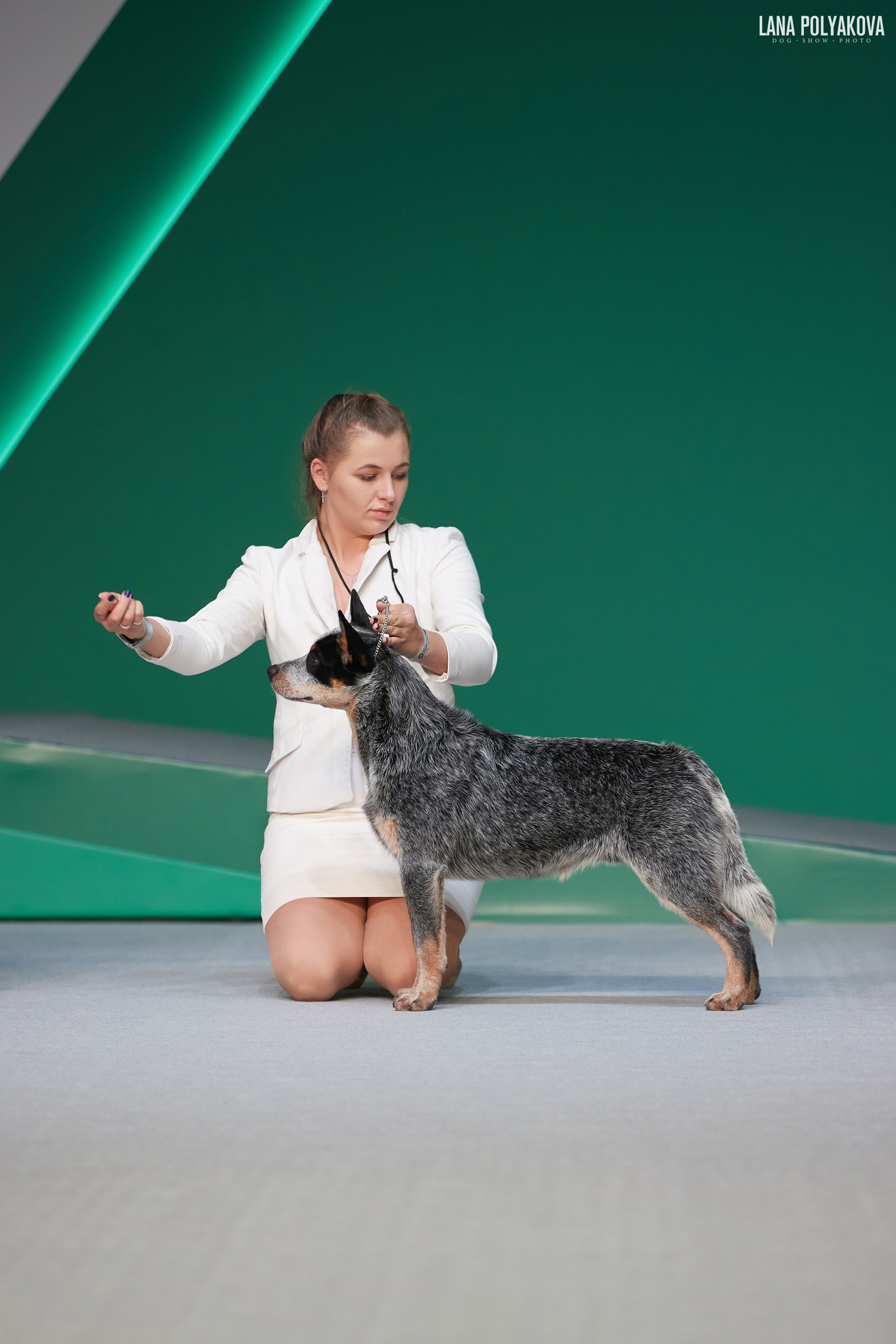 «Russia. RKF Cup 2020–2021», MOSCOW. ФОТОГРАФ-АНИМАЛИСТ l LANA POLYAKOVA