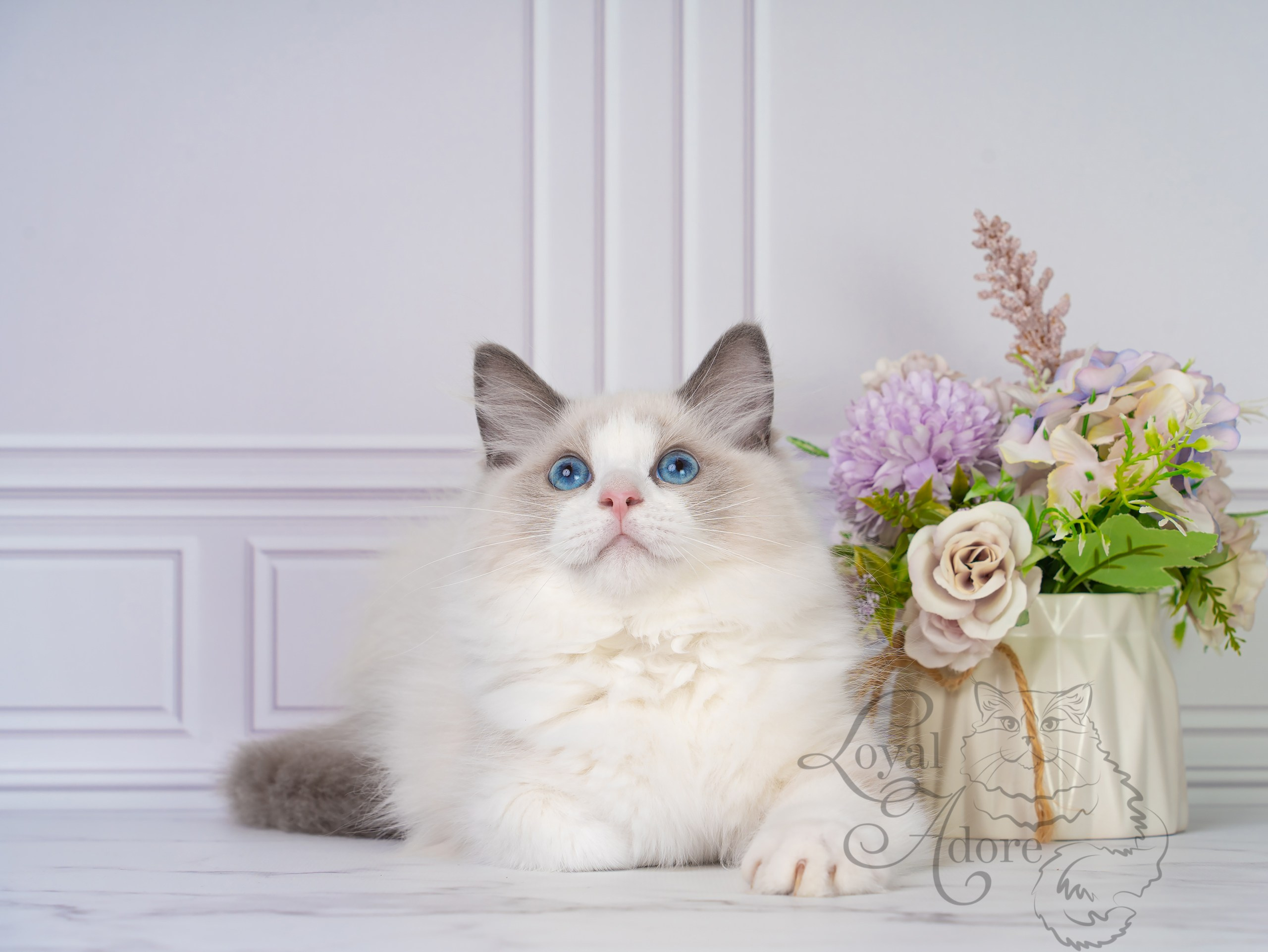 Все свободные котята. Питомник рэгдолл Loyal Adore
