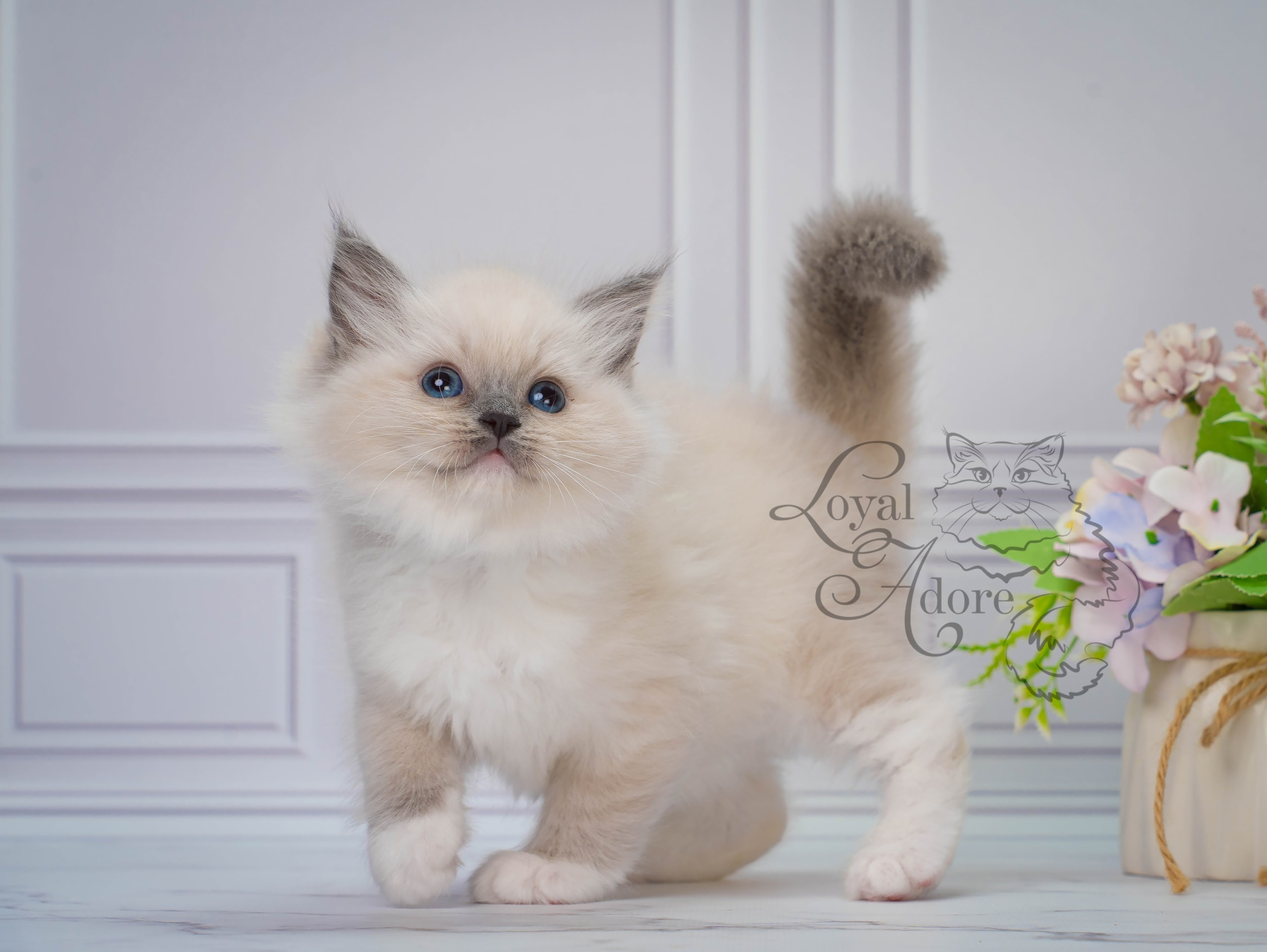 Все свободные котята. Питомник рэгдолл Loyal Adore