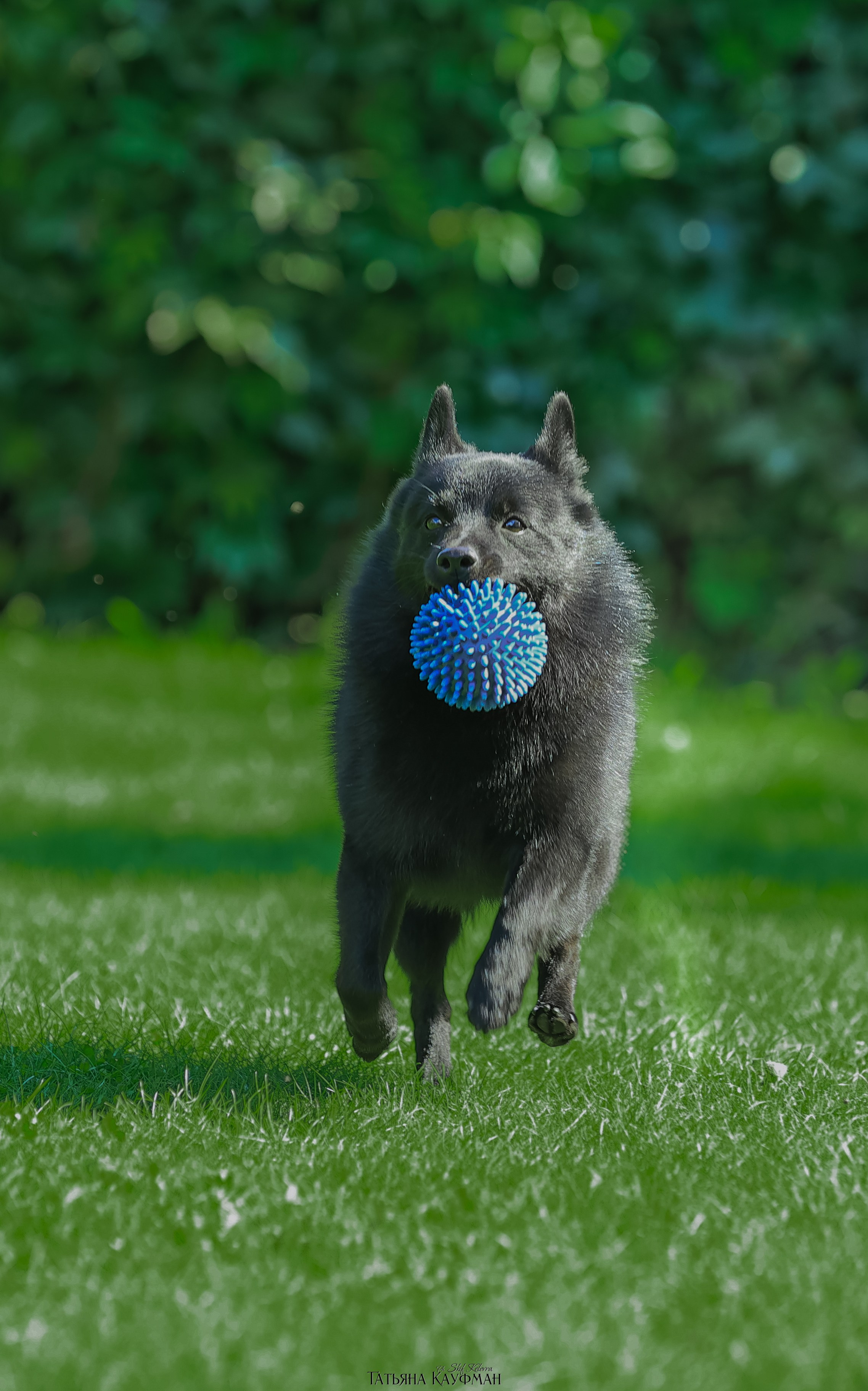 Шипперке, схипперке, красивая собака, фотограф анималист, фотокурс Анималистика, научиться фотографировать собак, фотограф Новосибирск