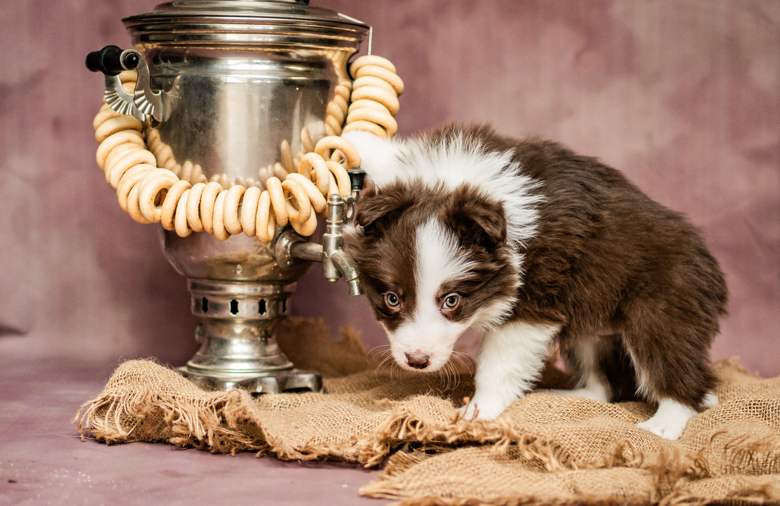 Фритсвит. Семейный фотограф Ефремова Виктория