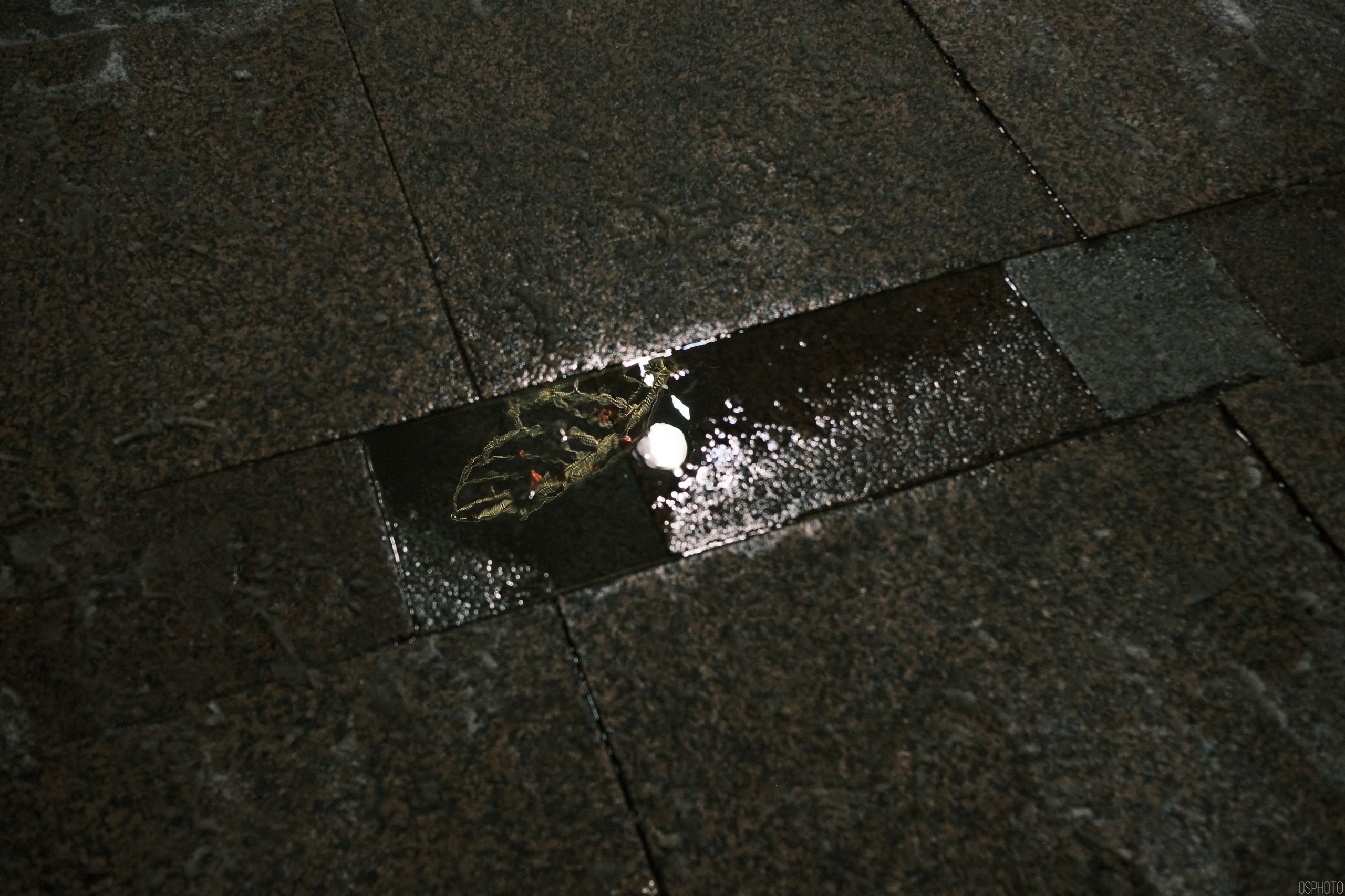 Снег и туман в Санкт-Петербурге. Фотографъ Сергѣевъ. Поймать мгновеніе