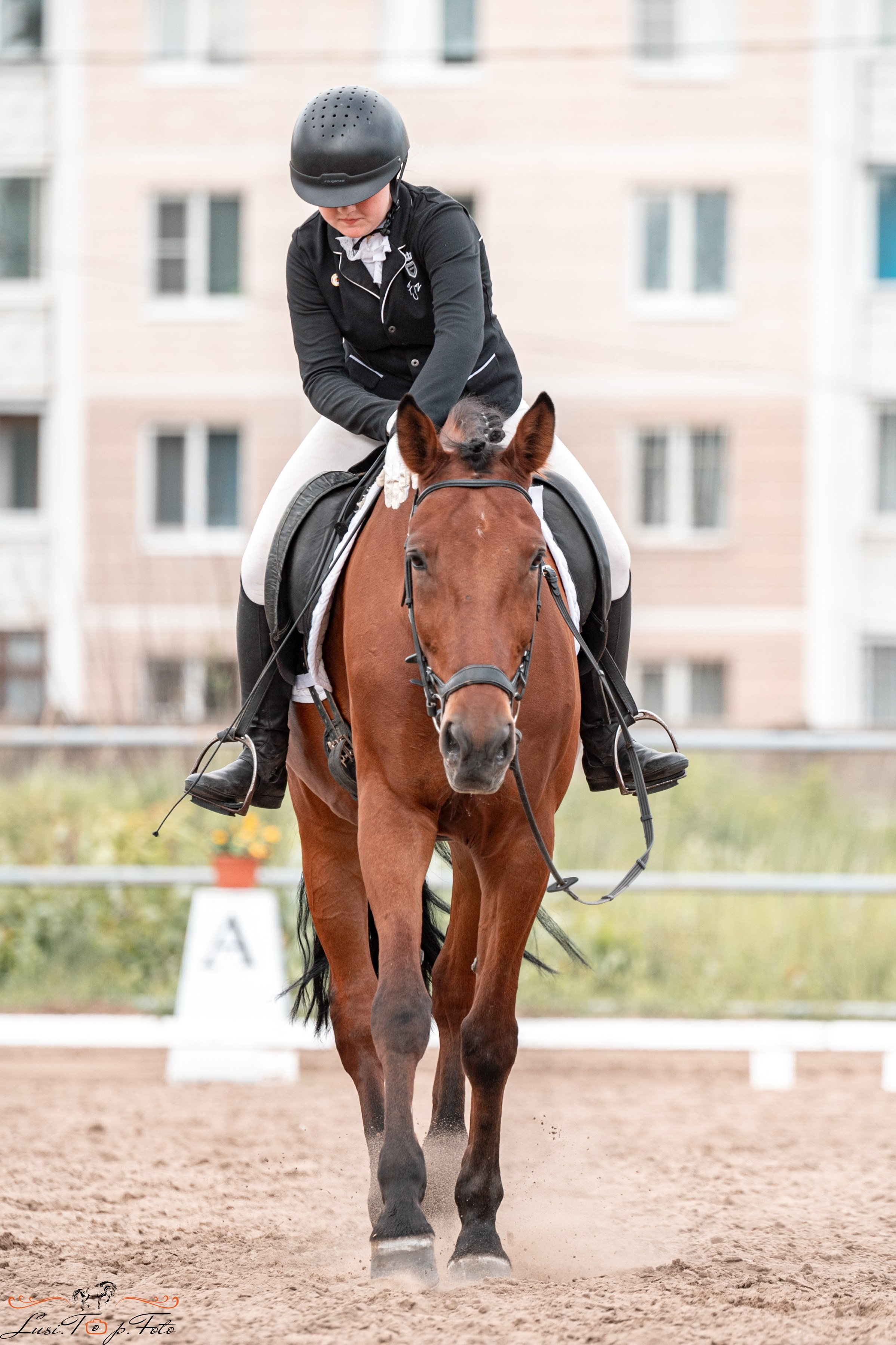 Областные соревнования по выездке. Тверь. Конный и фотограф с животными в Твери Топталова Люся