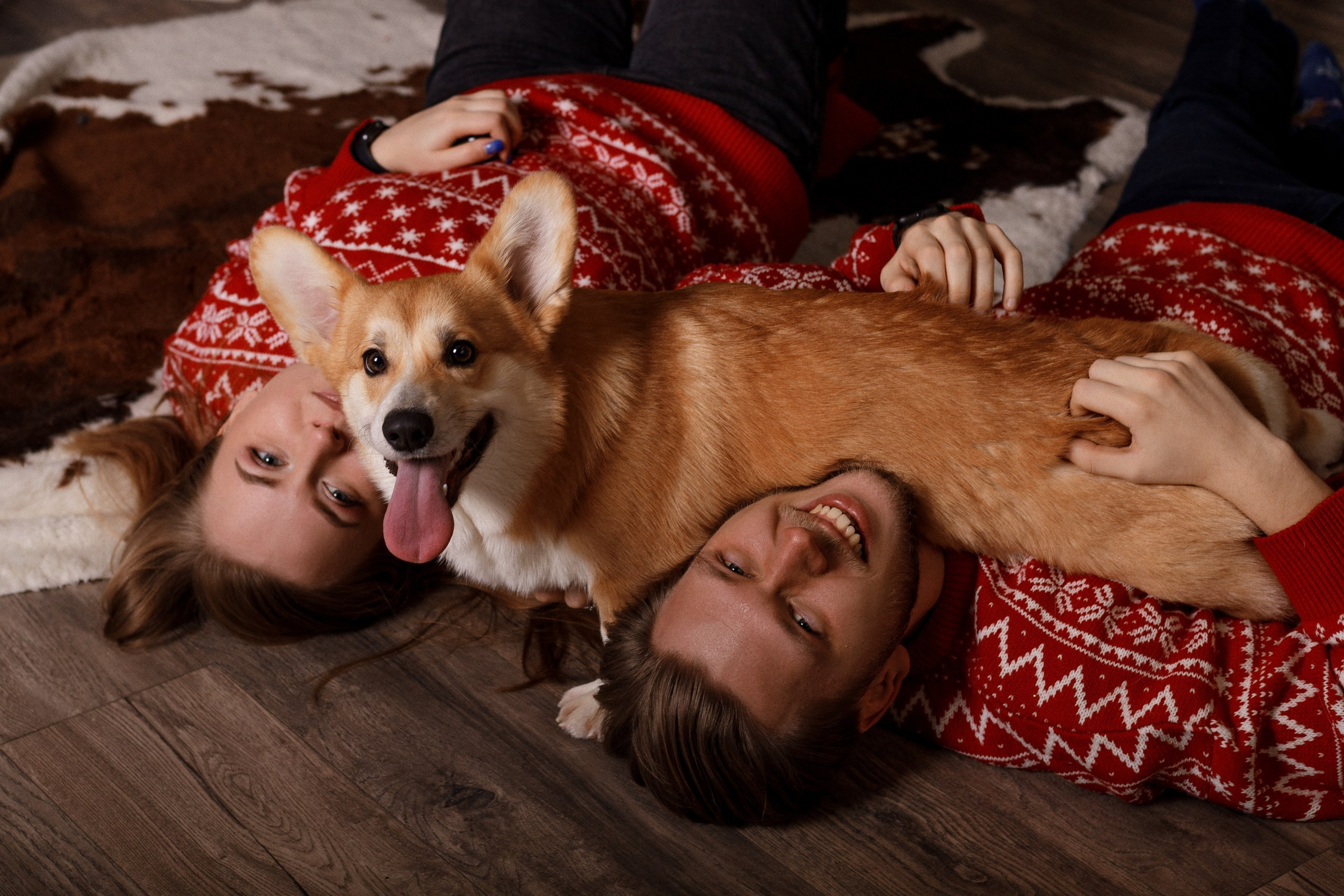 Корги Фил, Катя и Сергей. Новогодняя фотосессия в студии. Фотограф-анималист в Калуге Мария Шерскова