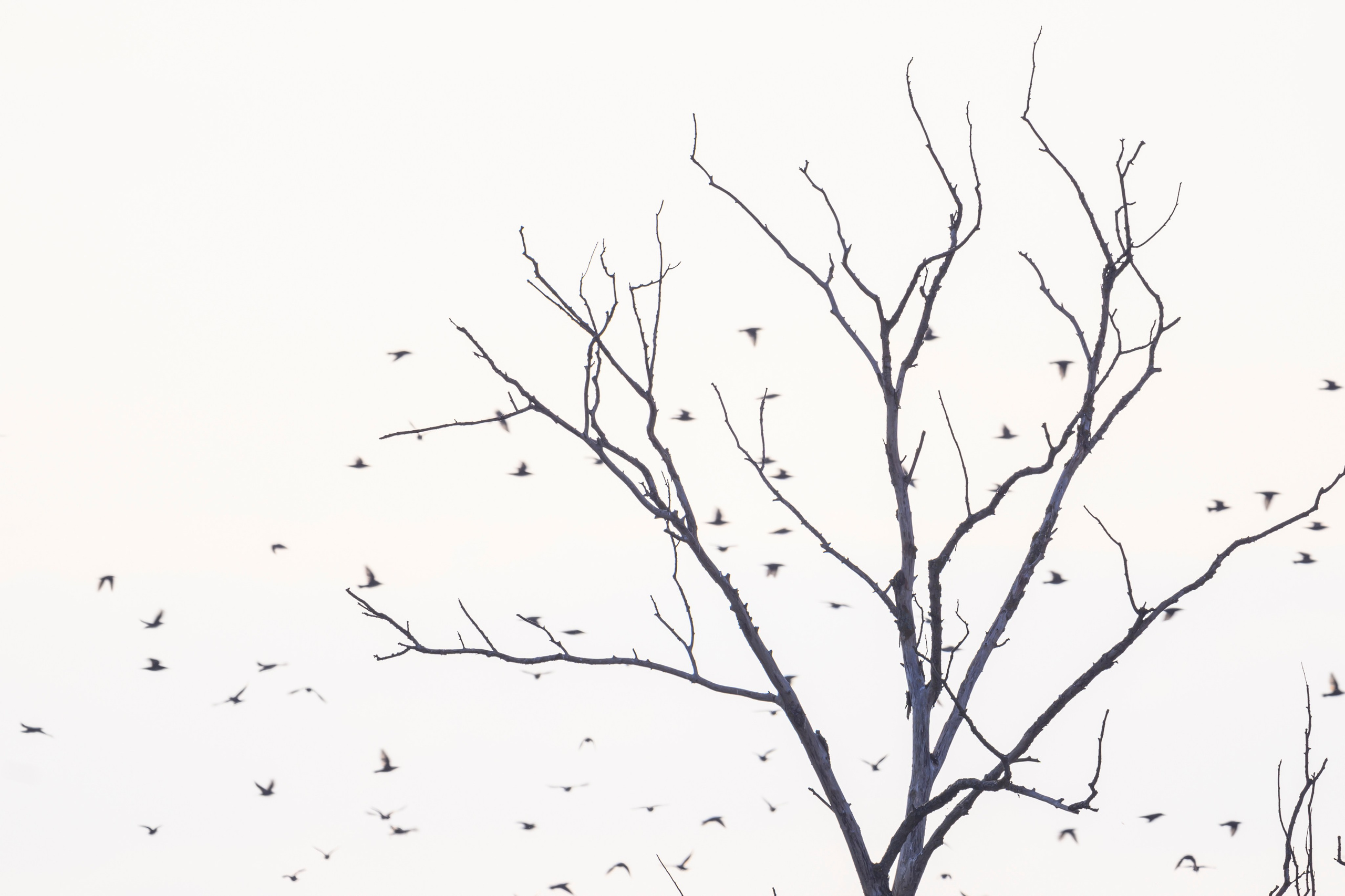 Журавлиный дзен. Crane Zen. Wildlife photography by Sergey Puponin