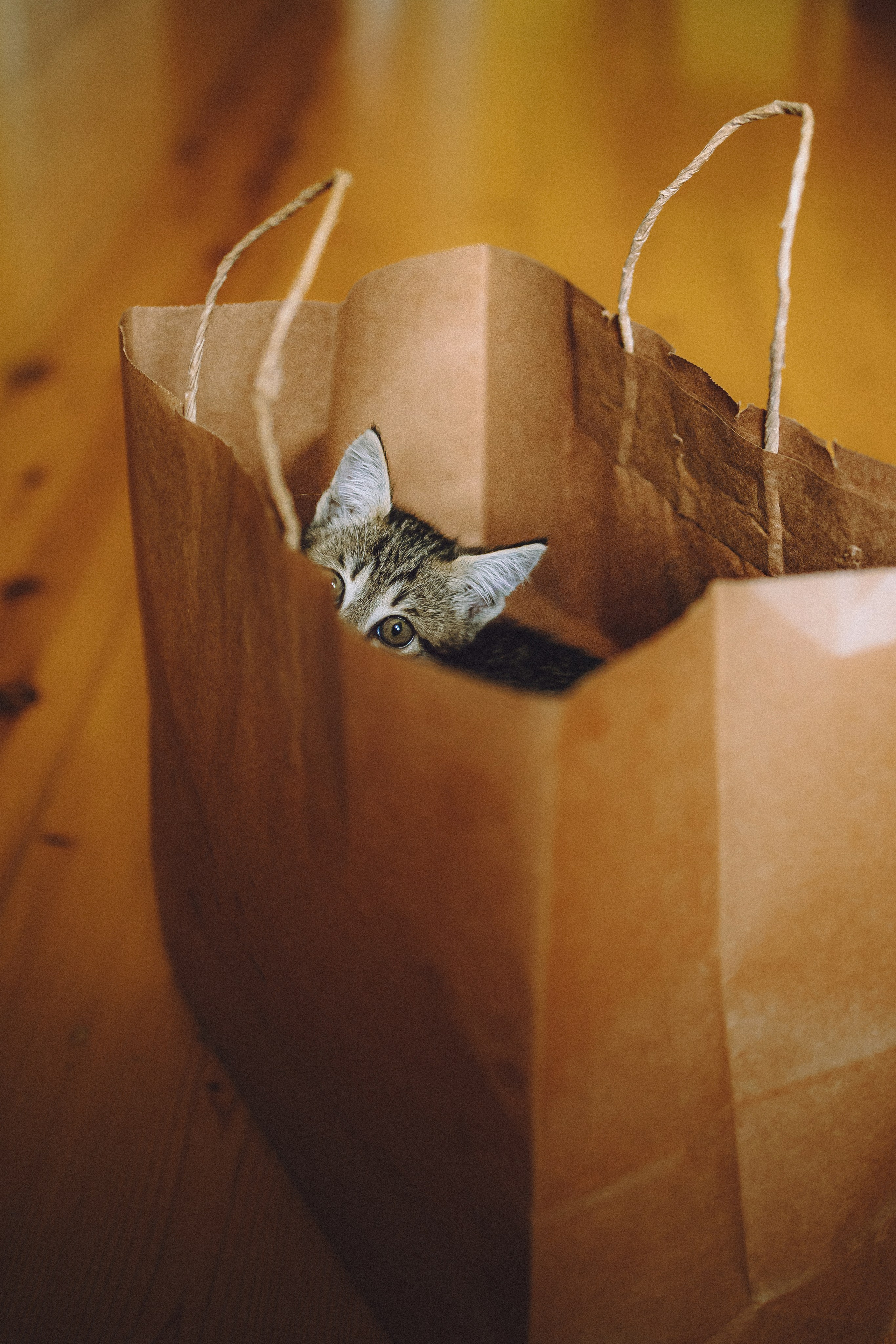 Более 30 идей для фотосессии с котенком