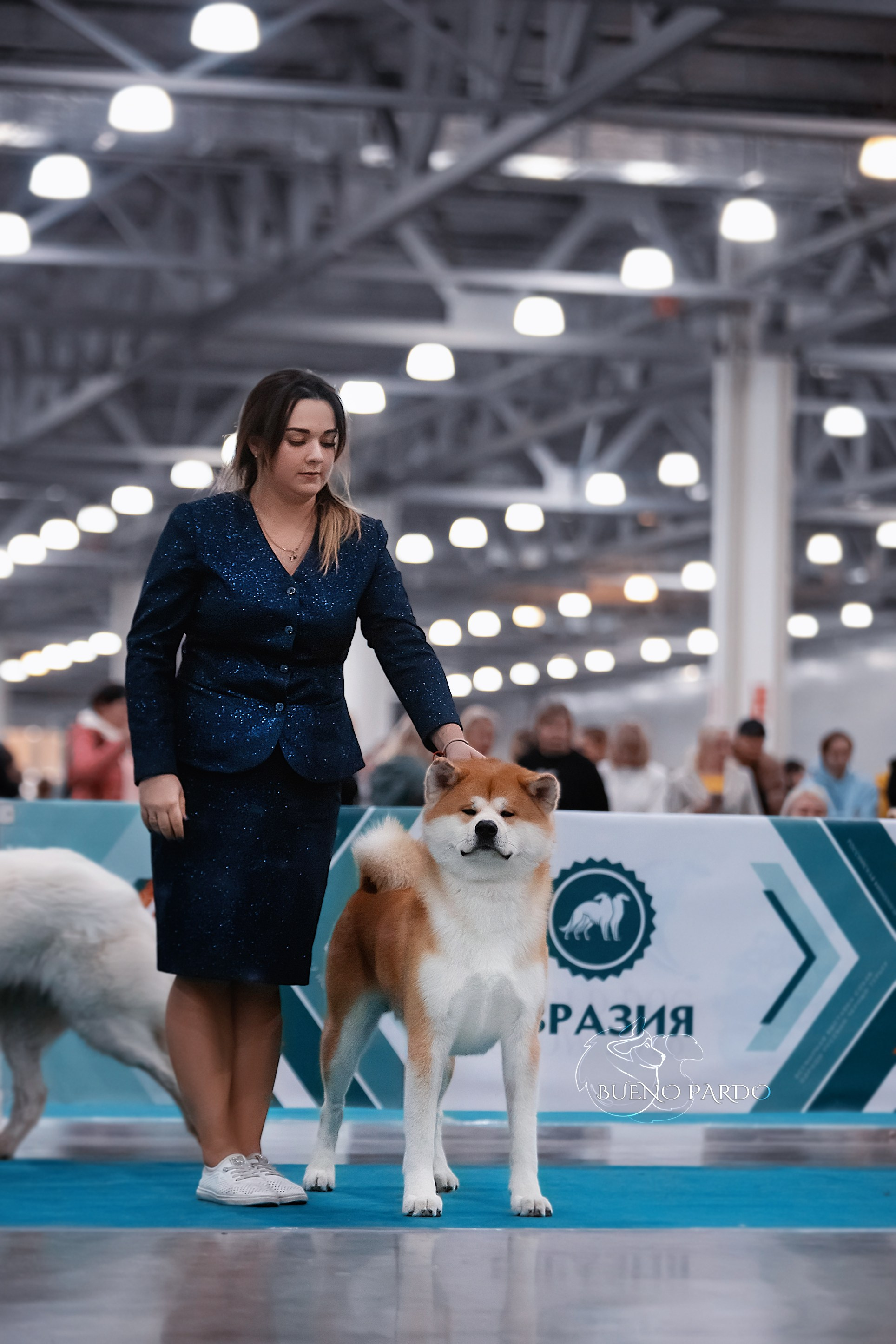 Щенки японской акита ину из питомника. Питомник собак Акита, Хаски, Корги