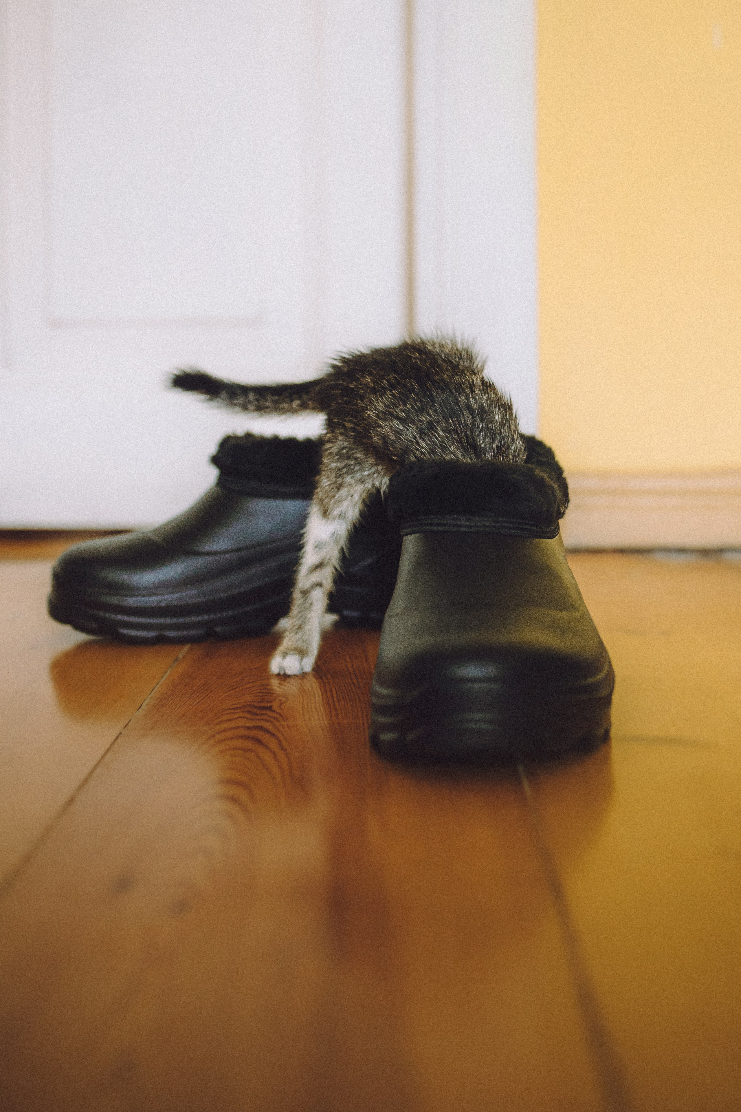 Более 30 идей для фотосессии с котенком