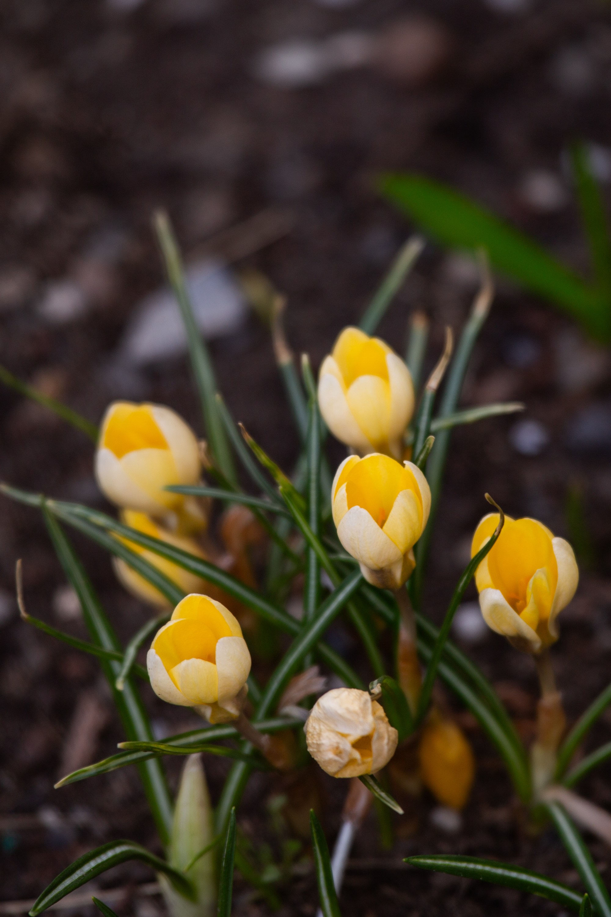 Весенняя фотопрогулка. Главная