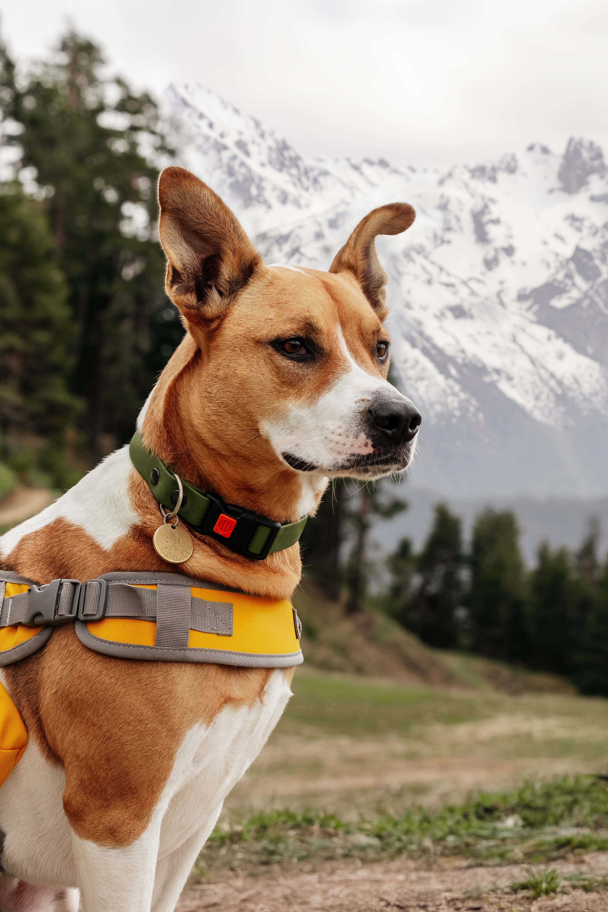 Портфолио animal. Фотограф — анималист Маргарита Хелбен Краснодар