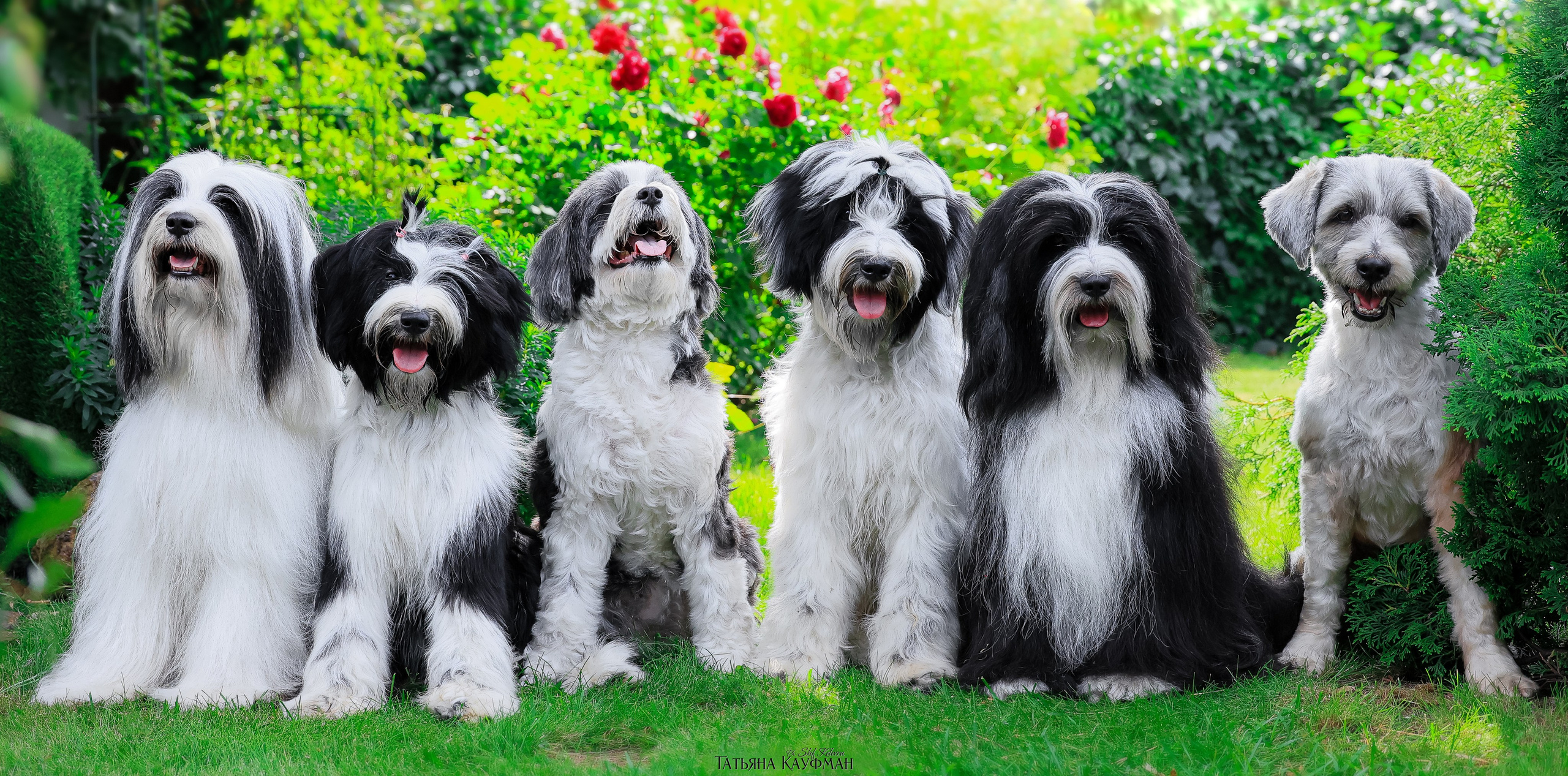 Тибетские терьеры. Фотограф Анималист из Новосибирска Татьяна Кауфман