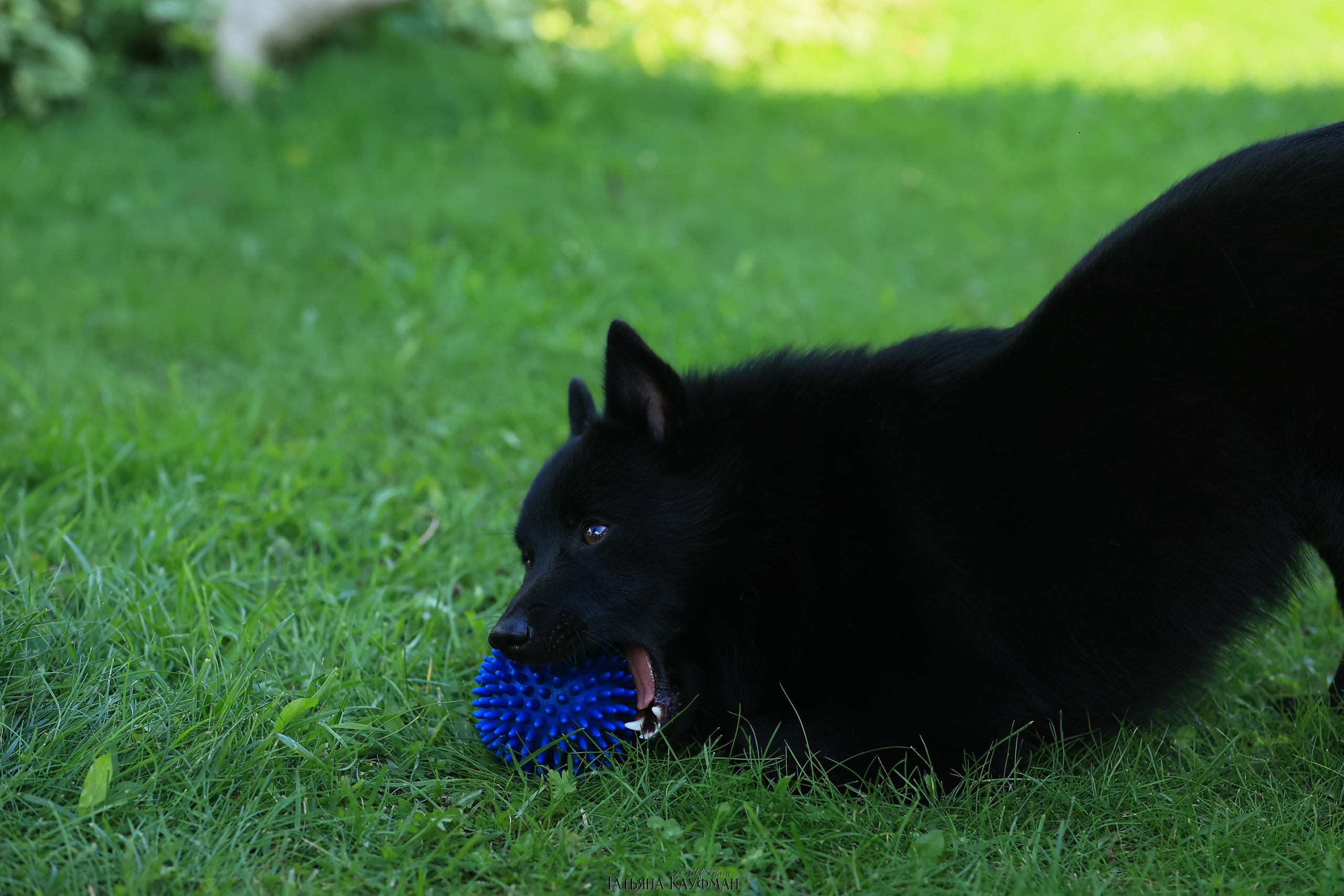 Шипперке, схипперке, красивая собака, фотограф анималист, фотокурс Анималистика, научиться фотографировать собак, фотограф Новосибирск