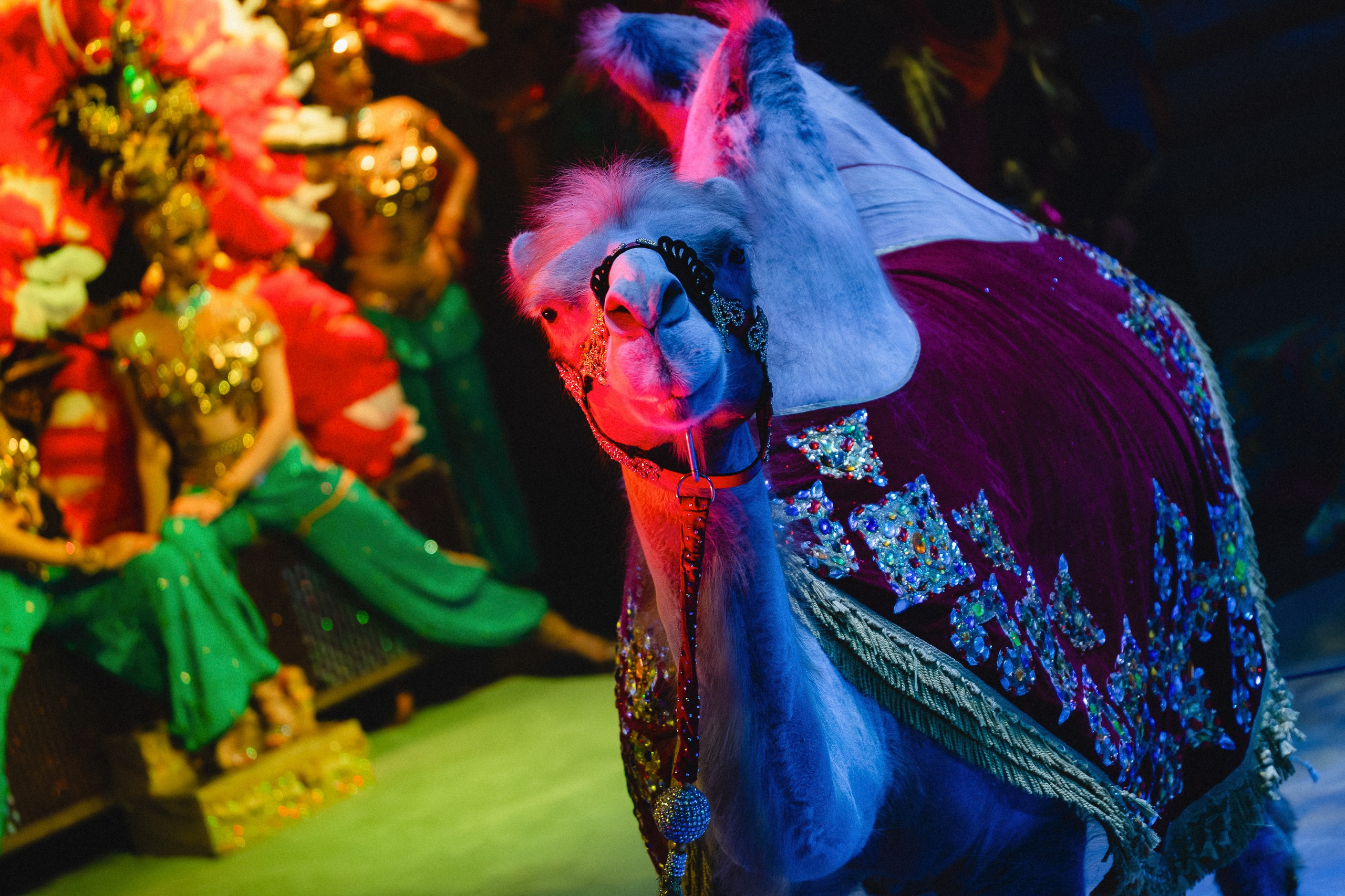 Пресс-показ шоу «Песчаная Сказка». Воробьева Ксения — Спортивный и танцевальный фотограф Новосибирск