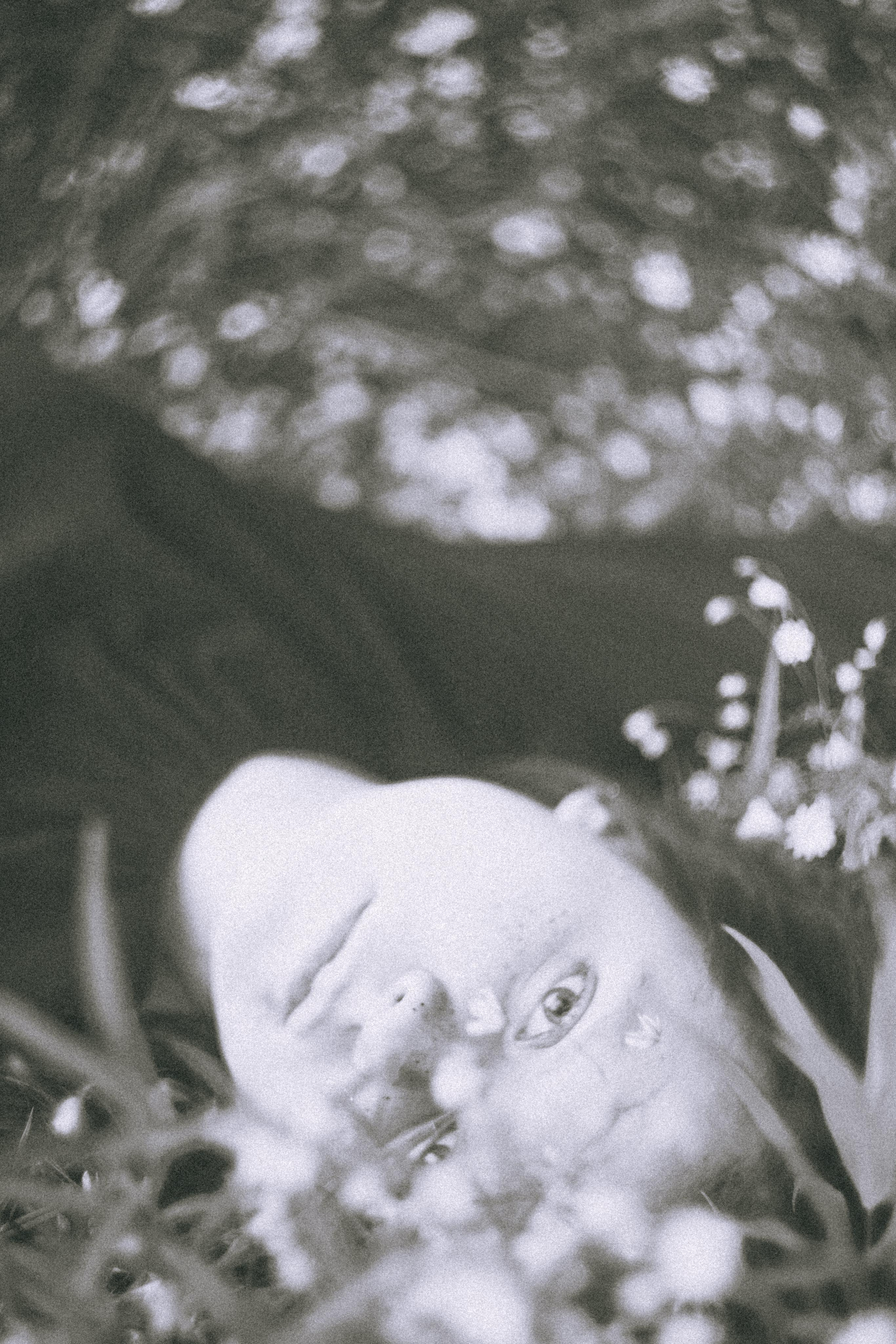 Остановленное стремление. Алиса Аницкая