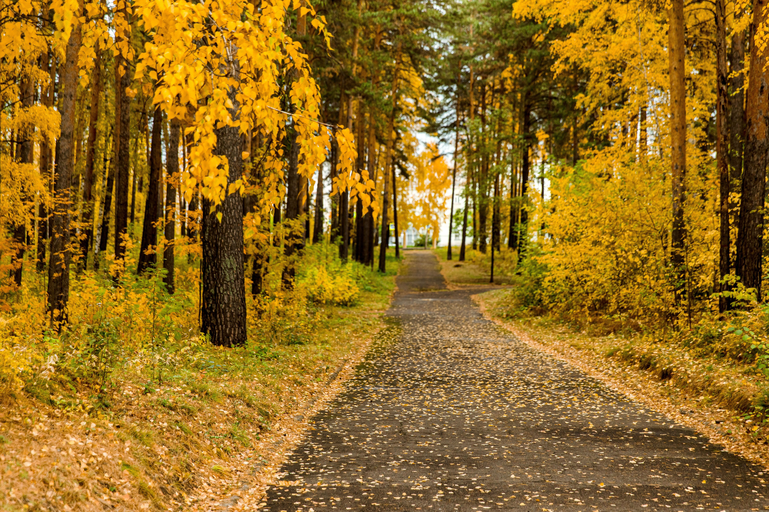 Осень в парке. Семейный и детский фотограф в Железногорске Саламахо Ольга