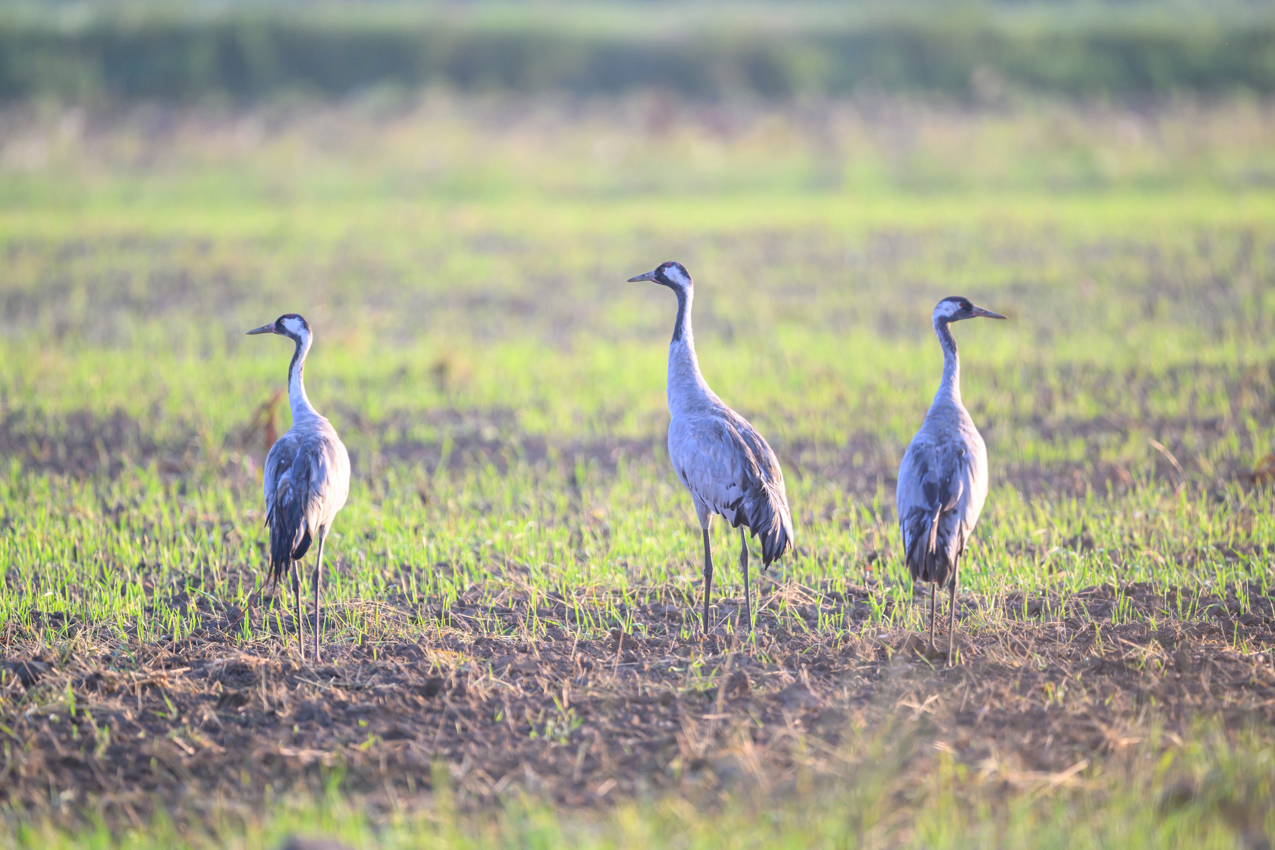 Стычка луня и осоеда, журавли. Wildlife photography by Sergey Puponin