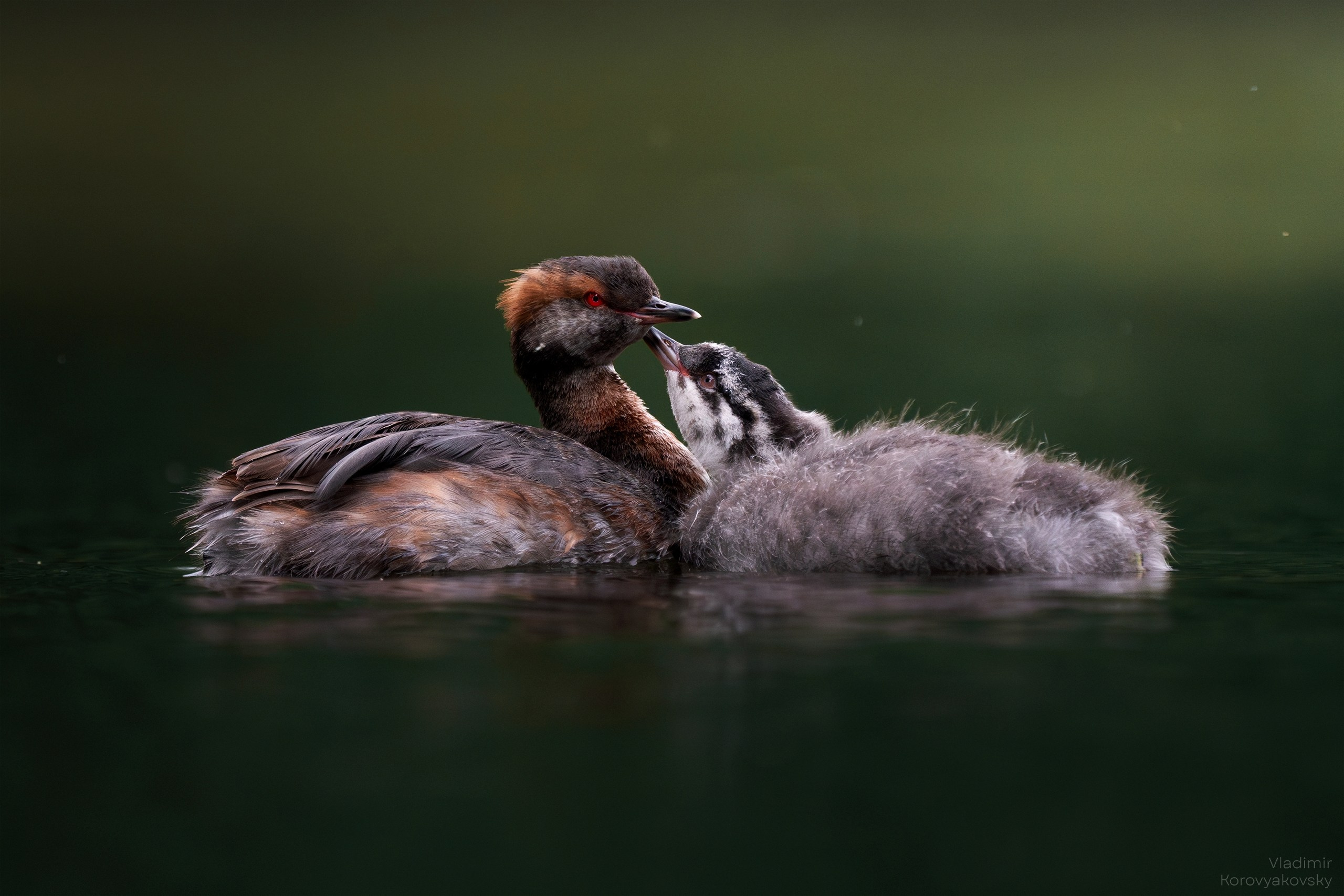 Животные. Фотограф Владимир Коровяковский