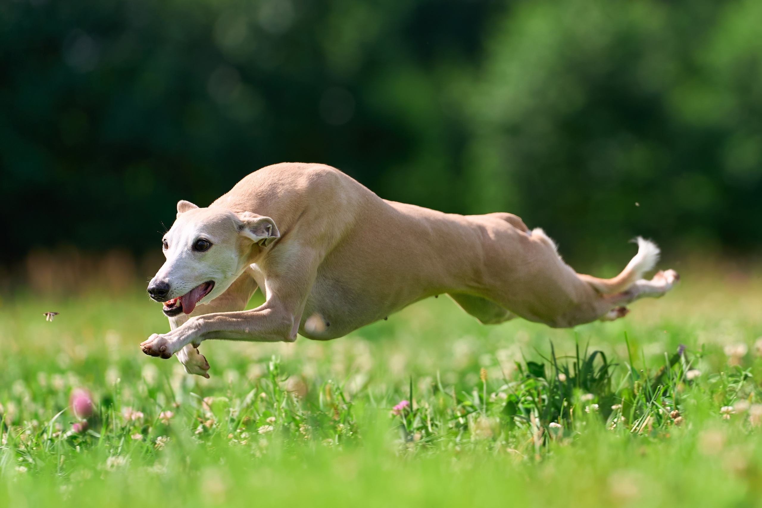 Тренировка в Донино. Фотограф-анималист Михаил Манухин