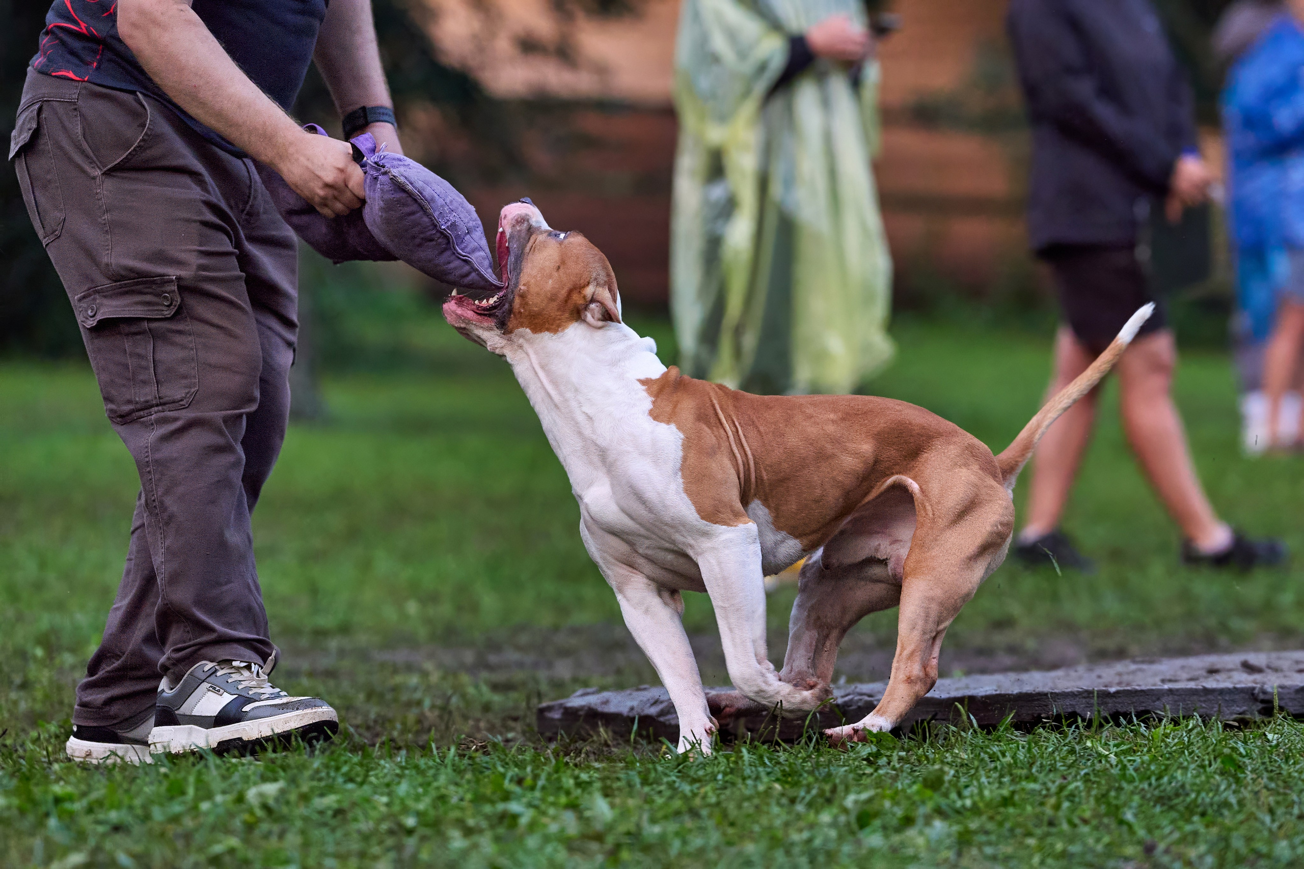 Jump'n'Gym JUMP! — 2024. Фотограф-анималист Михаил Манухин