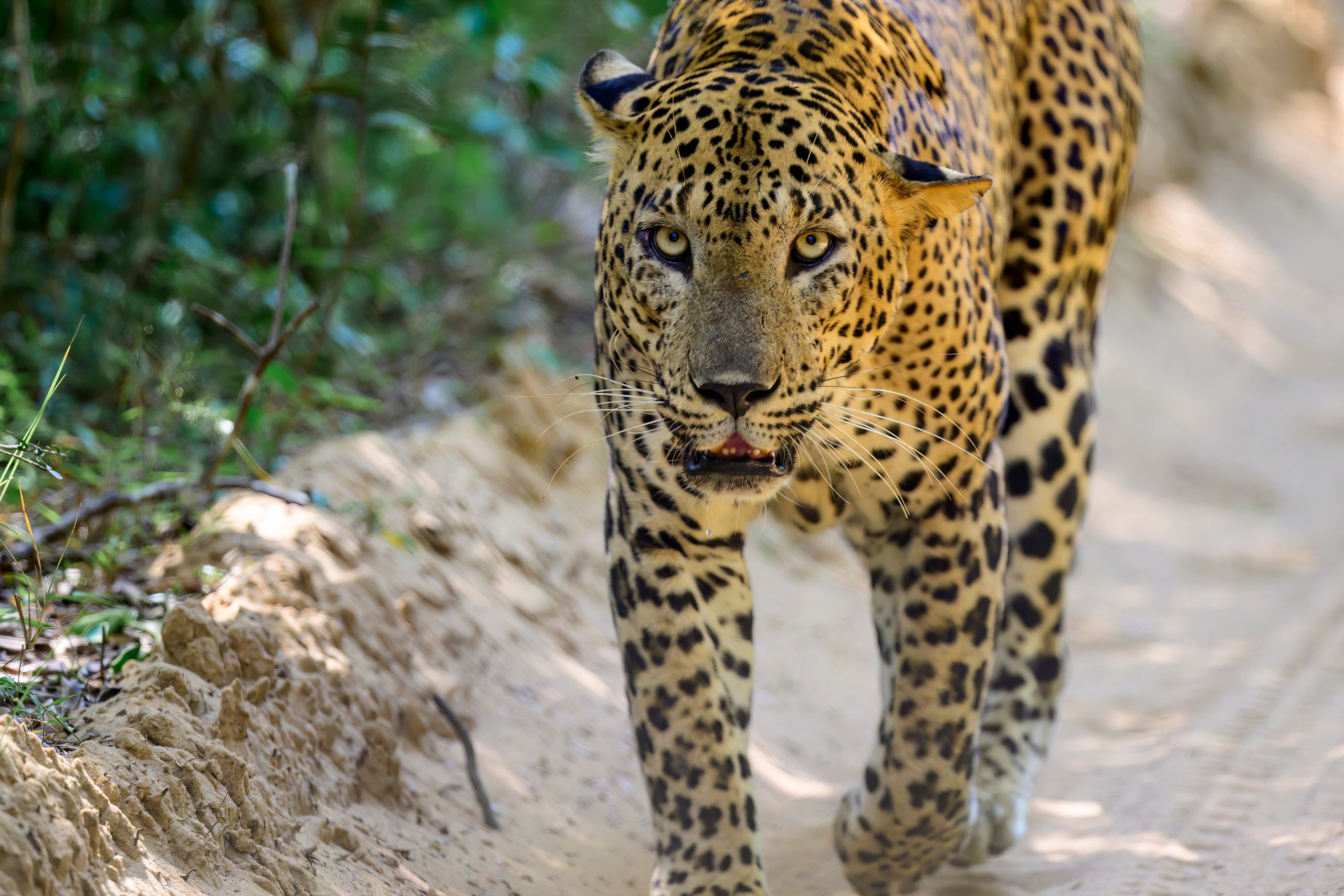 Большие кошки | Big cats. Фотограф Сергей Пупонин
