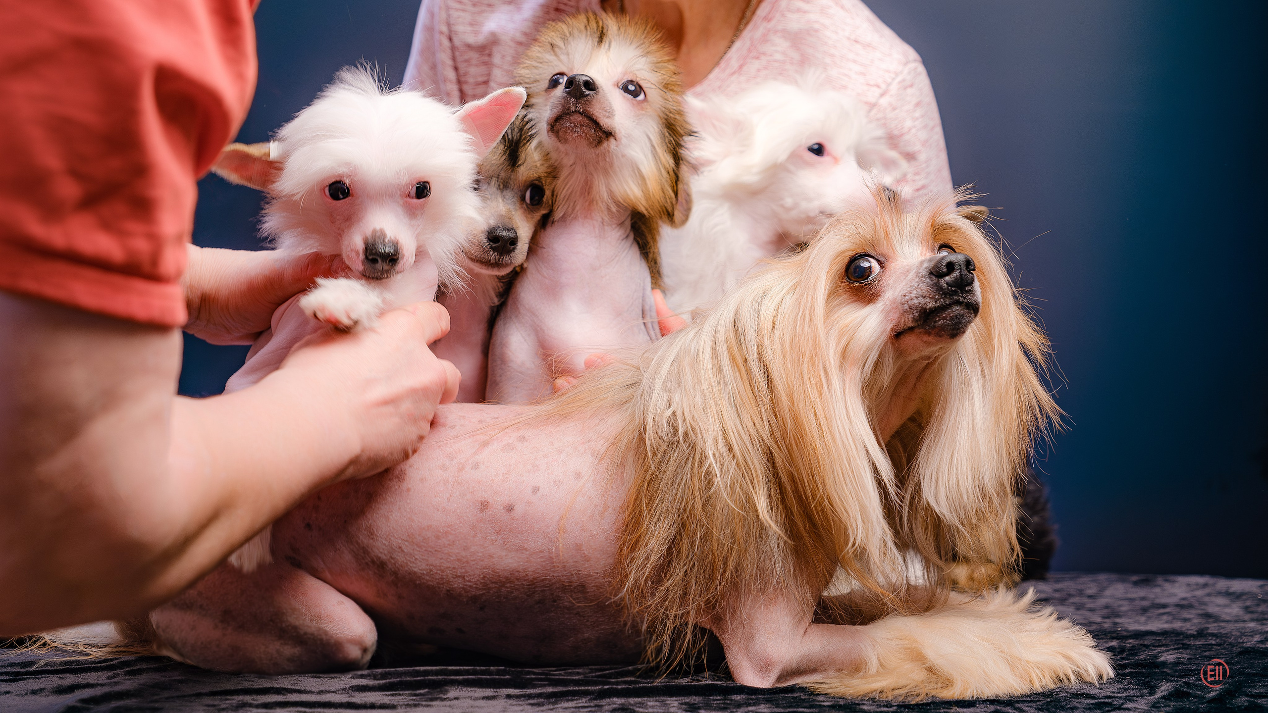 First photo session of the litter “F” of the Laisan Island kennel. Chinese Crested Dog Kennel Poale Ell
