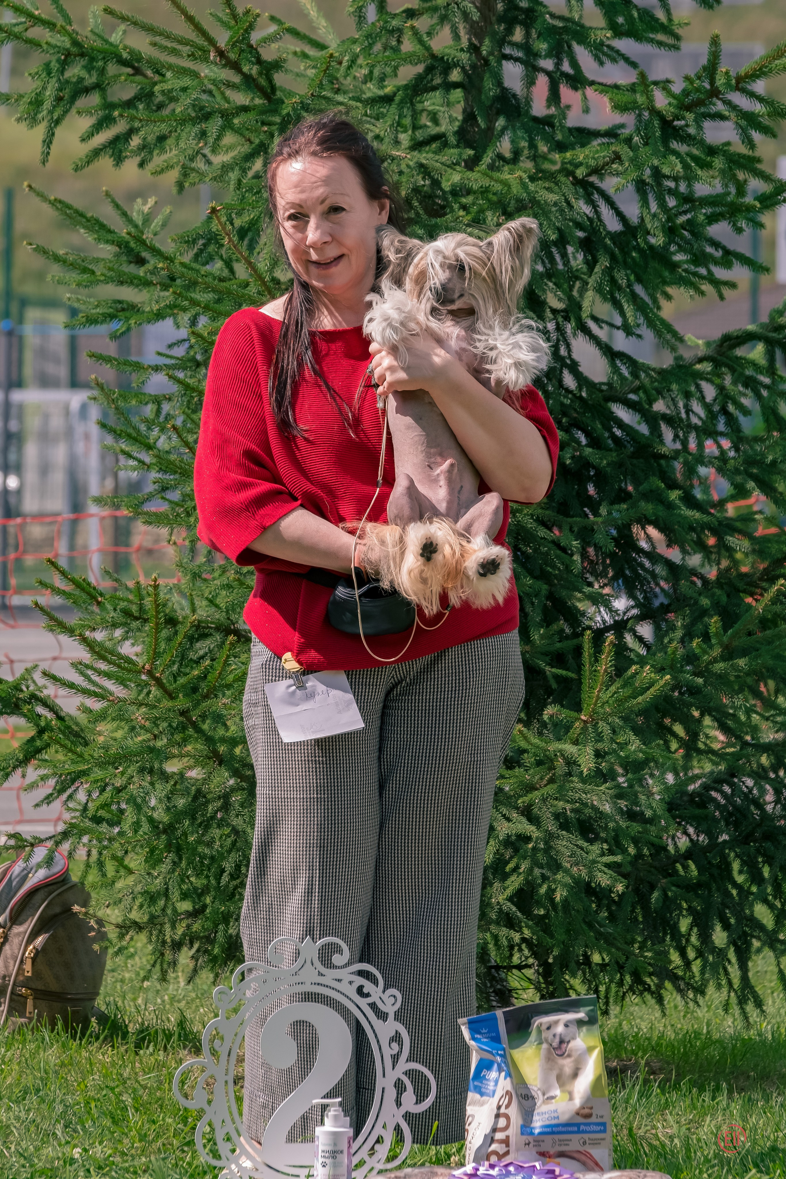 Липецк. Выставка собак. Питомник китайских хохлатых собак Poale Ell: купить щенка