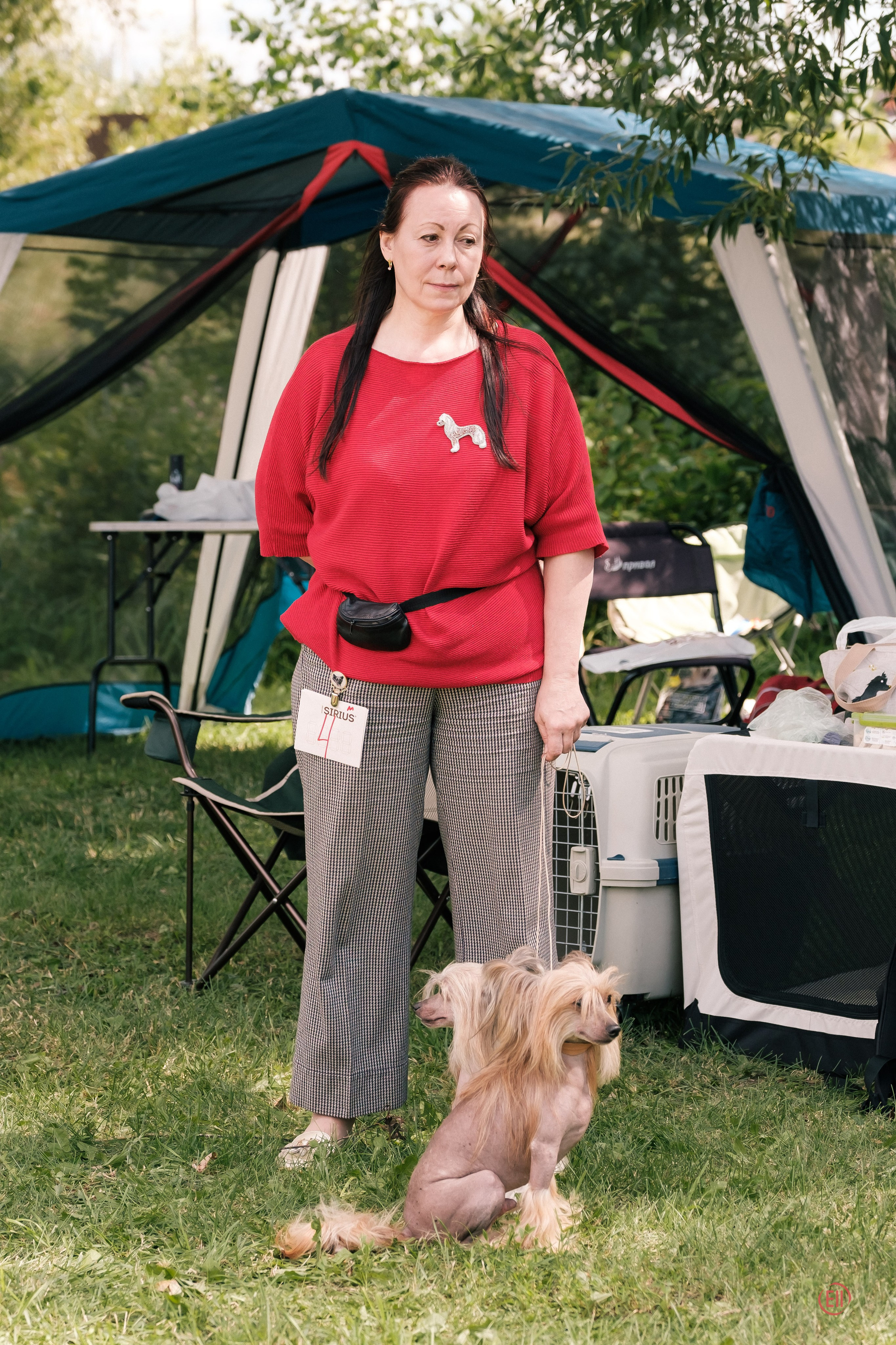 Липецк. Выставка собак. Питомник китайских хохлатых собак Poale Ell: купить щенка