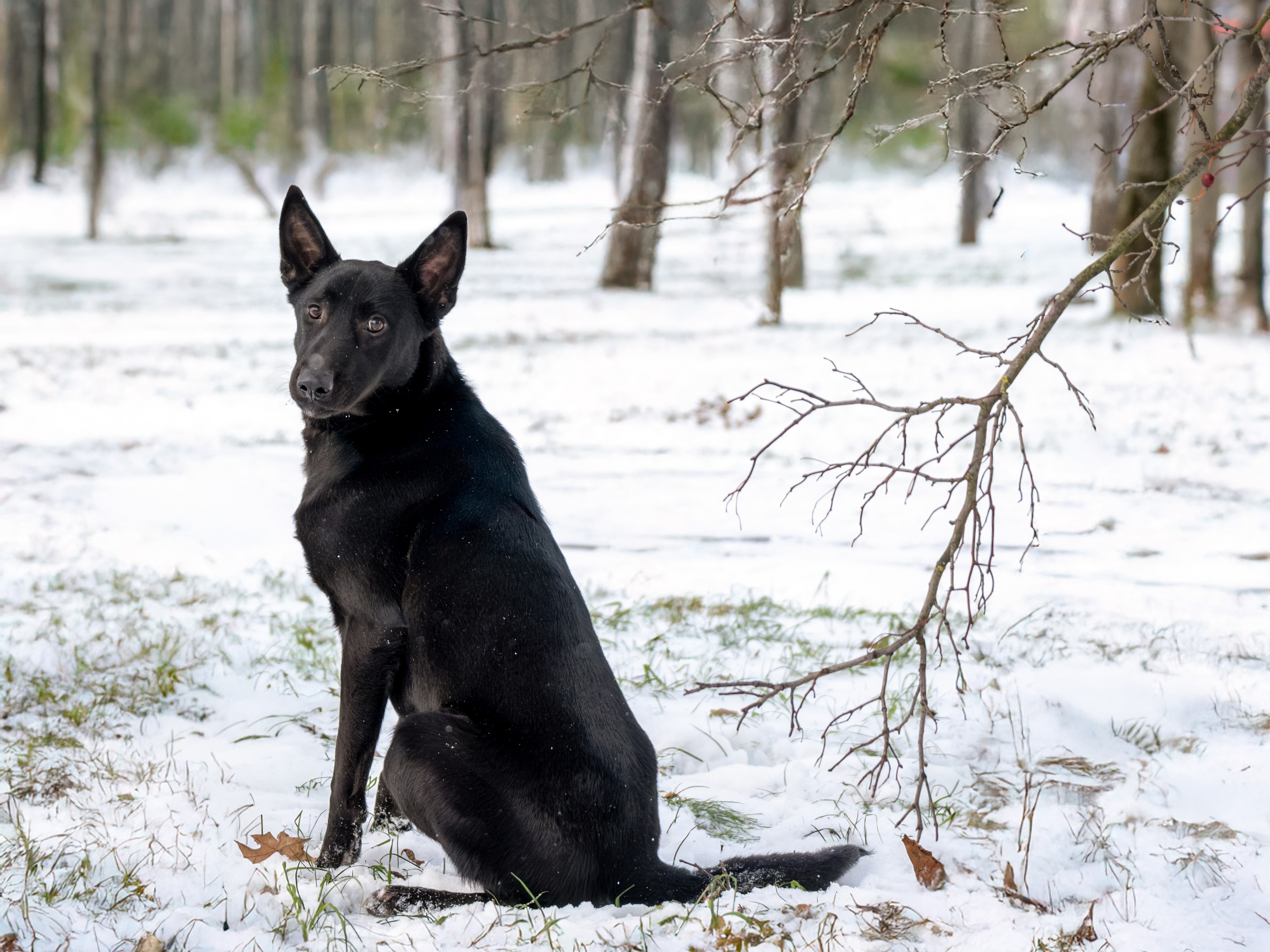 Съемки для пристройства!. Зоофотограф, фотограф животных в Москве и области Дина Дамоцева